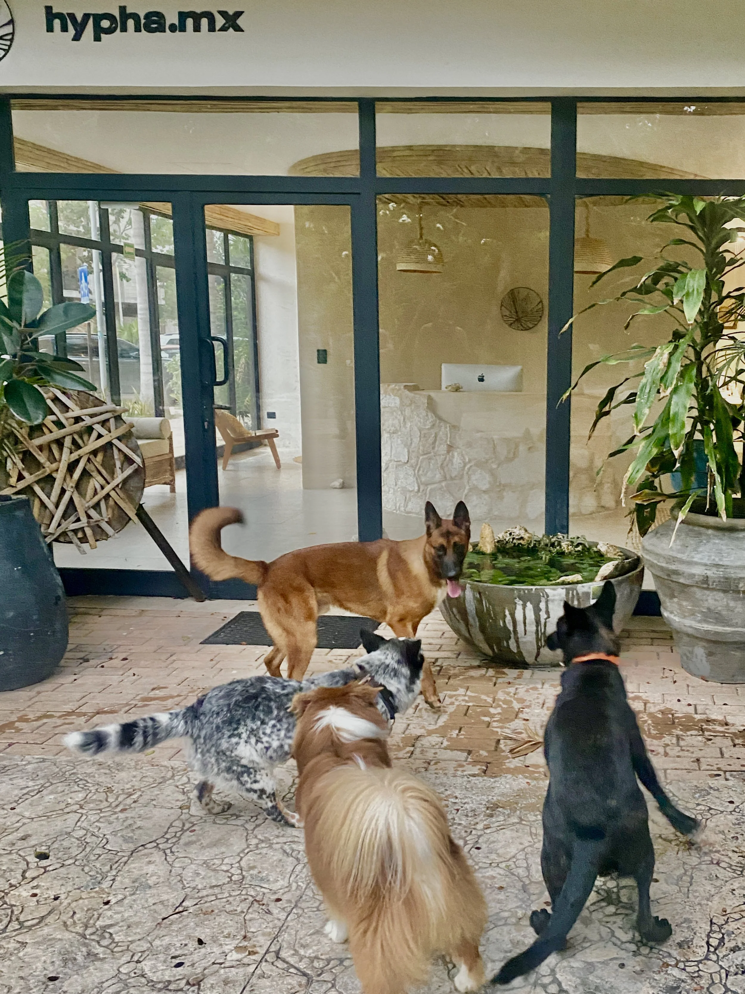 Four dogs of different breeds standing on a brick patio outside a glass door, with a decorative pond and plants visible inside the building. Hypha Inc Marketing Agency and Creative Studio Lab, Tulum.