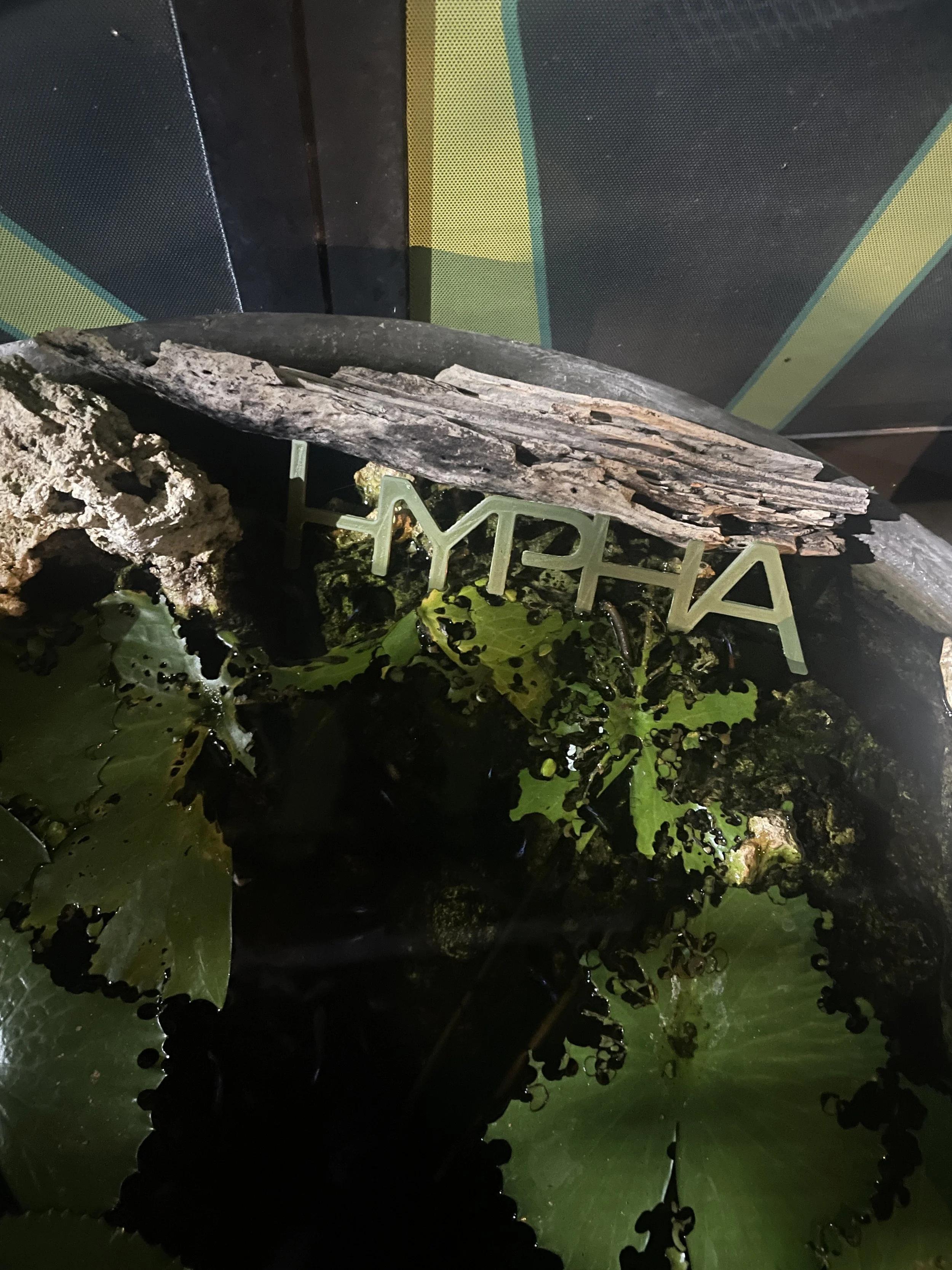 A close-up of a decorative water feature with green leafy plants, a piece of driftwood, a rock, and a sign that reads 'HYMIA' in green letters, against a wall with geometric patterns. Hypha Inc Advertising Agency and Creative Studio Lab, Tulum.