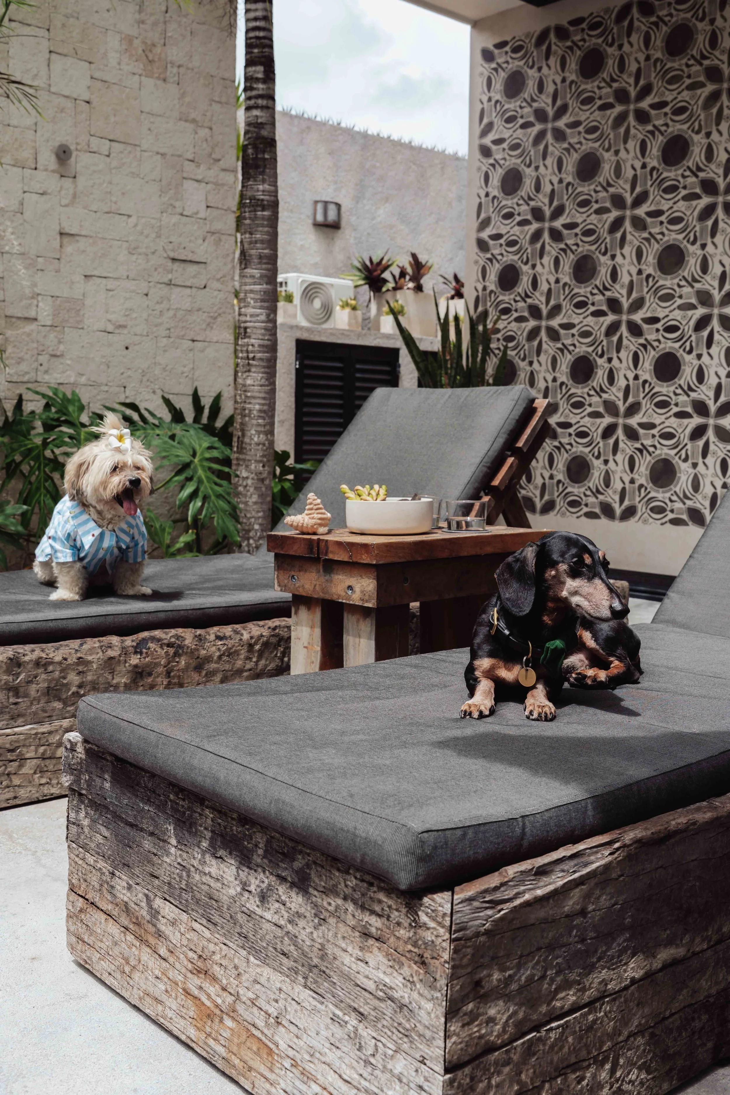dogs chilling at a home in Tulum Beach, Professional Dog Photography portraits