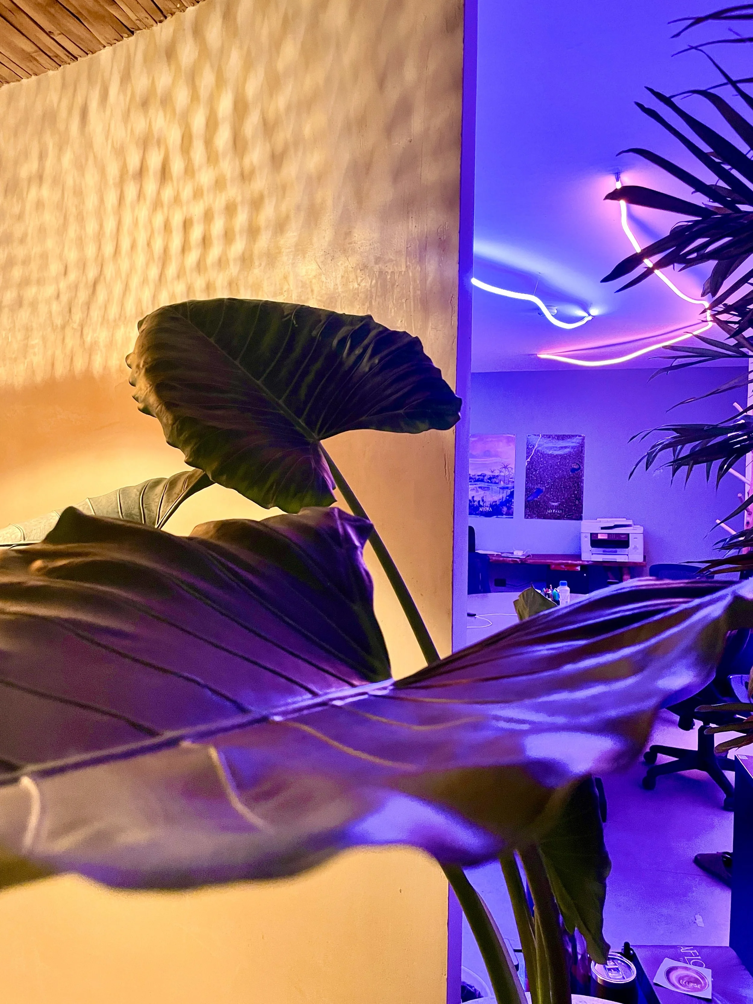 Indoor office space decorated with colorful neon lights, large green tropical leaves, and a textured wall. Hypha Inc Marketing Agency and Creative Studio Lab, Tulum.