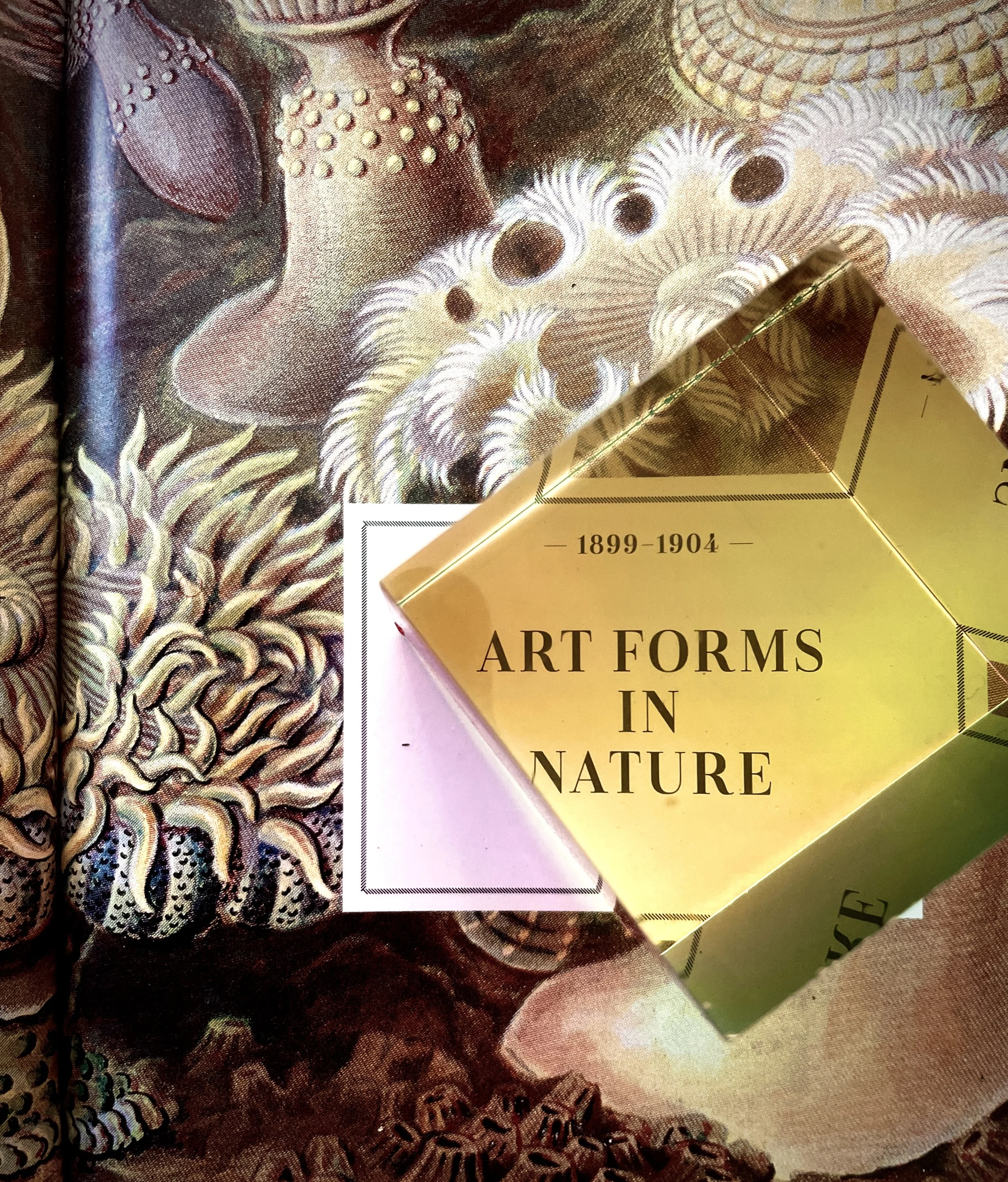 Book titled 'Art Forms in Nature' with a gold cover displaying dates 1899-1904, placed on a background of detailed illustrations of marine life, including coral and sea creatures. Hypha Inc Marketing Agency and Creative Studio Lab, Tulum.