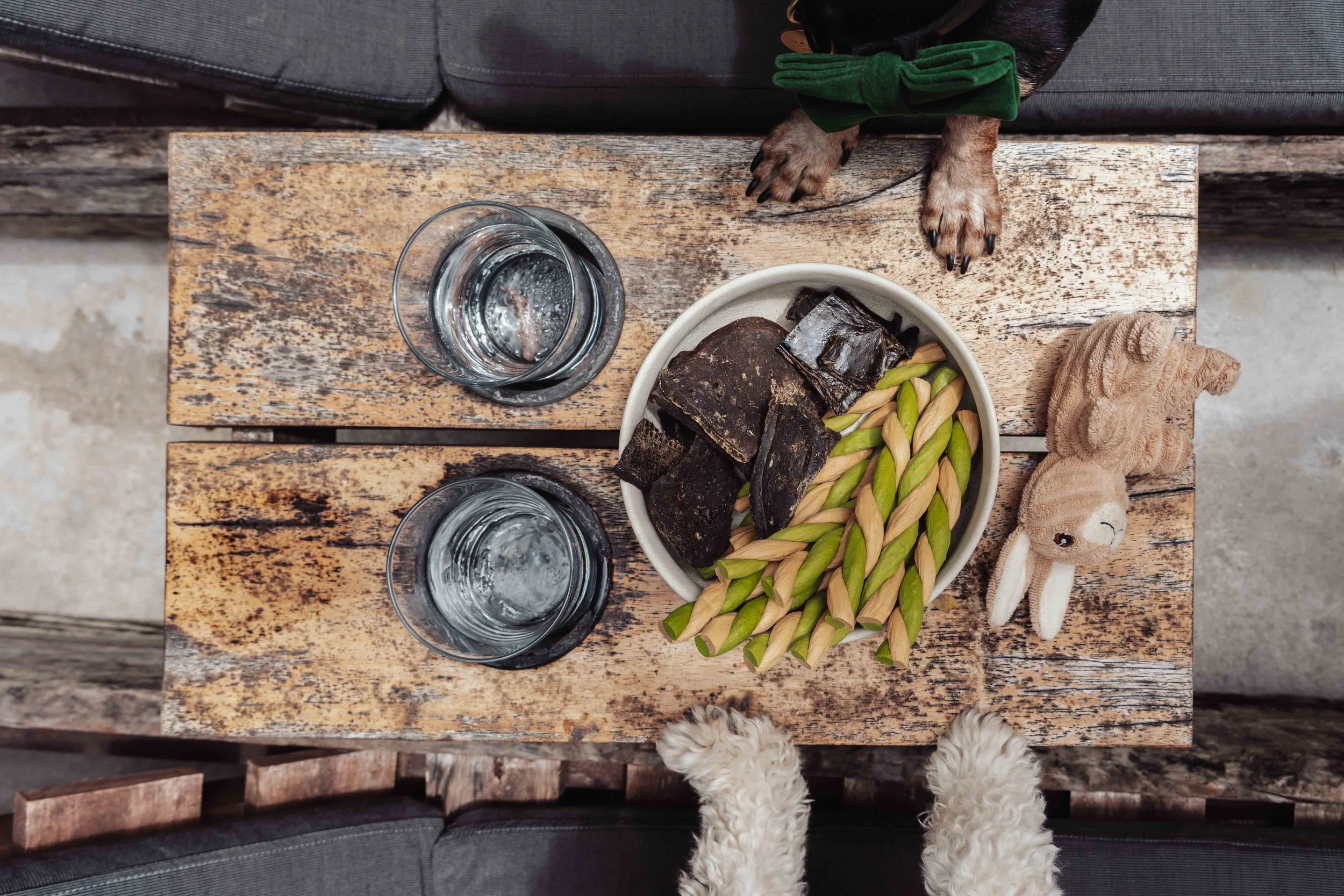 dog paws enjoying a snack at a home in Tulum Beach, Professional Dog Photography portraits