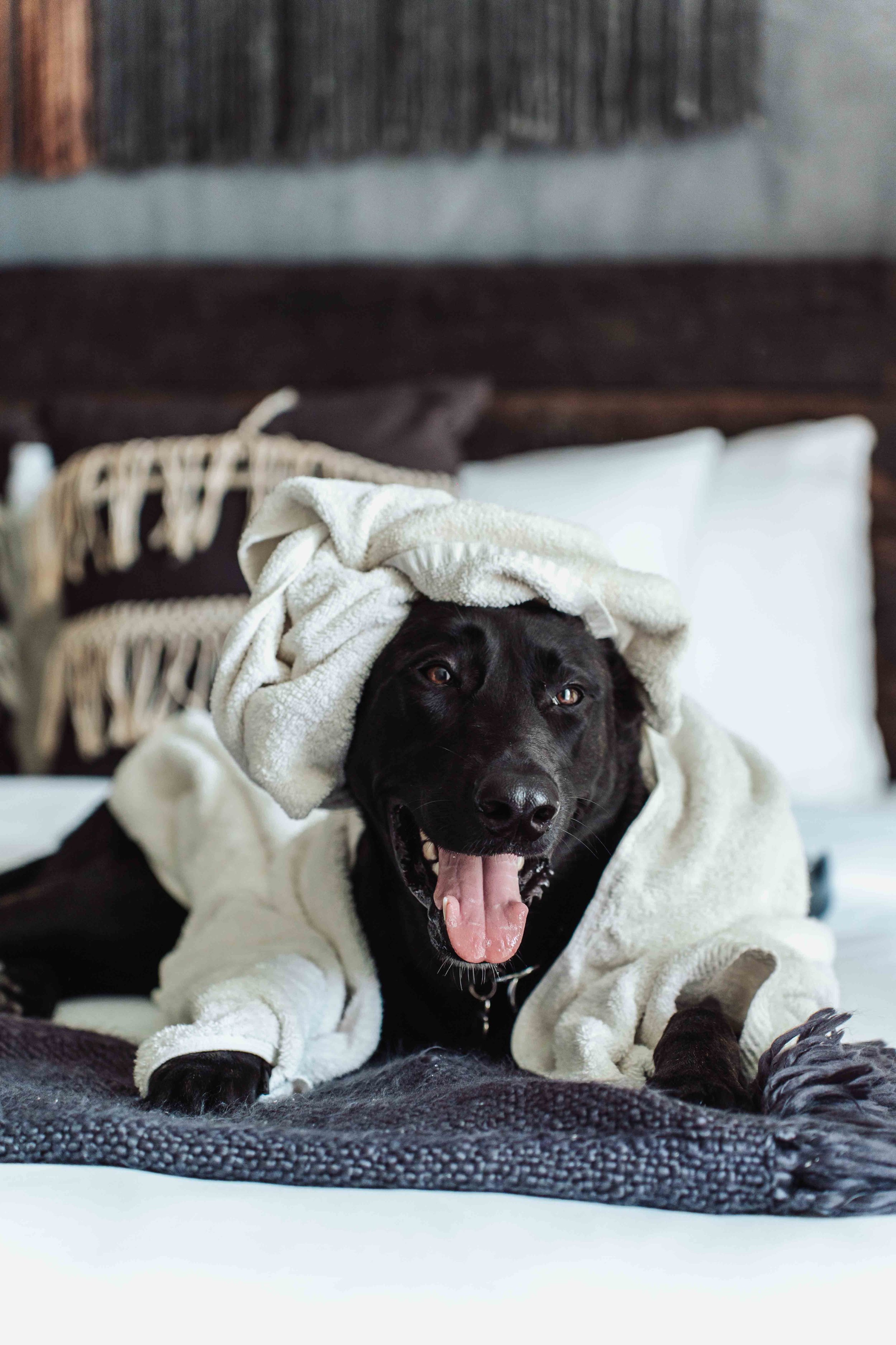 dutch Shepard dog chilling at a home in Tulum Beach, Professional Dog Photography portraits