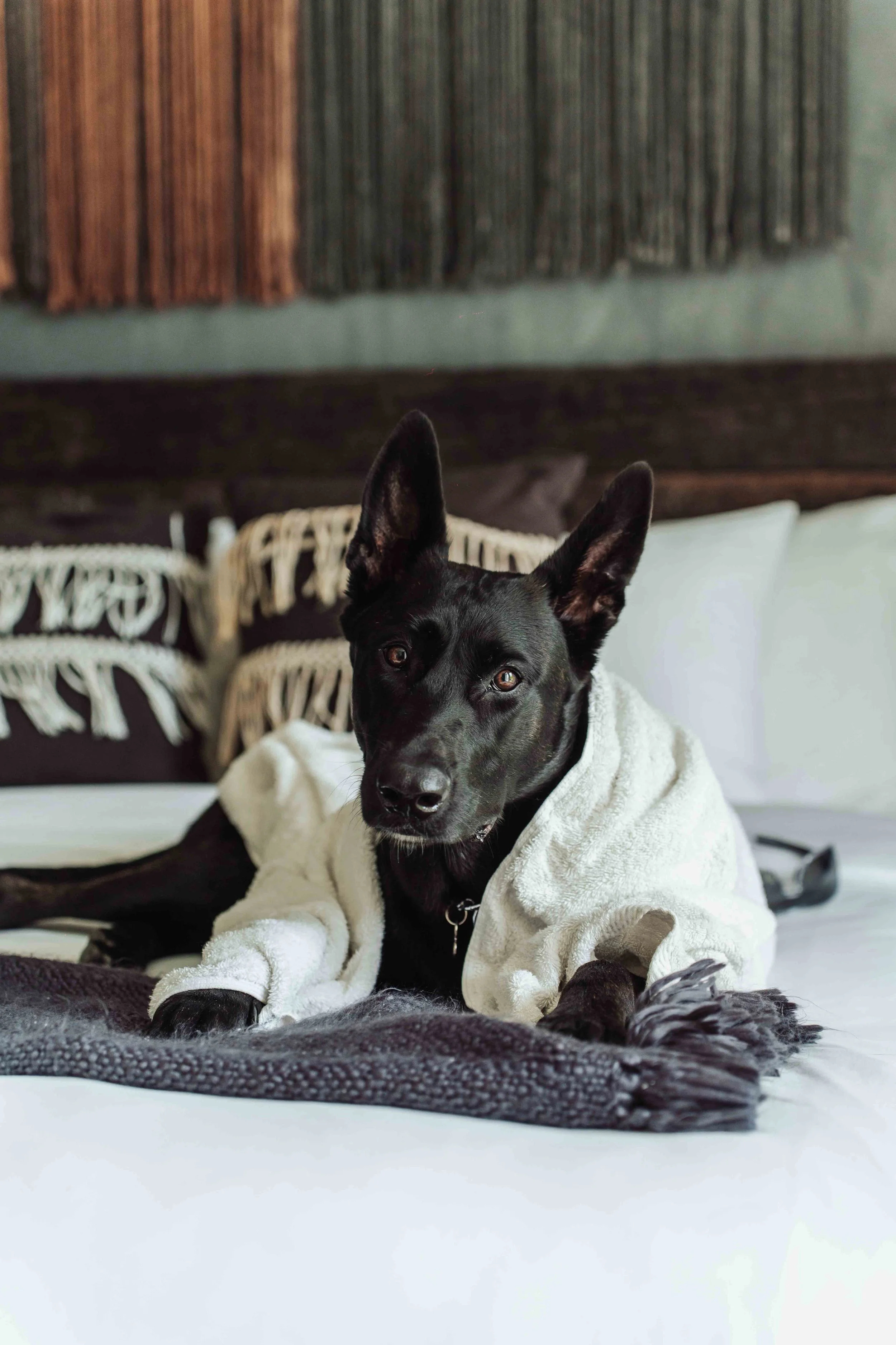 dutch Shepard dog chilling at a home in Tulum Beach, Professional Dog Photography portraits