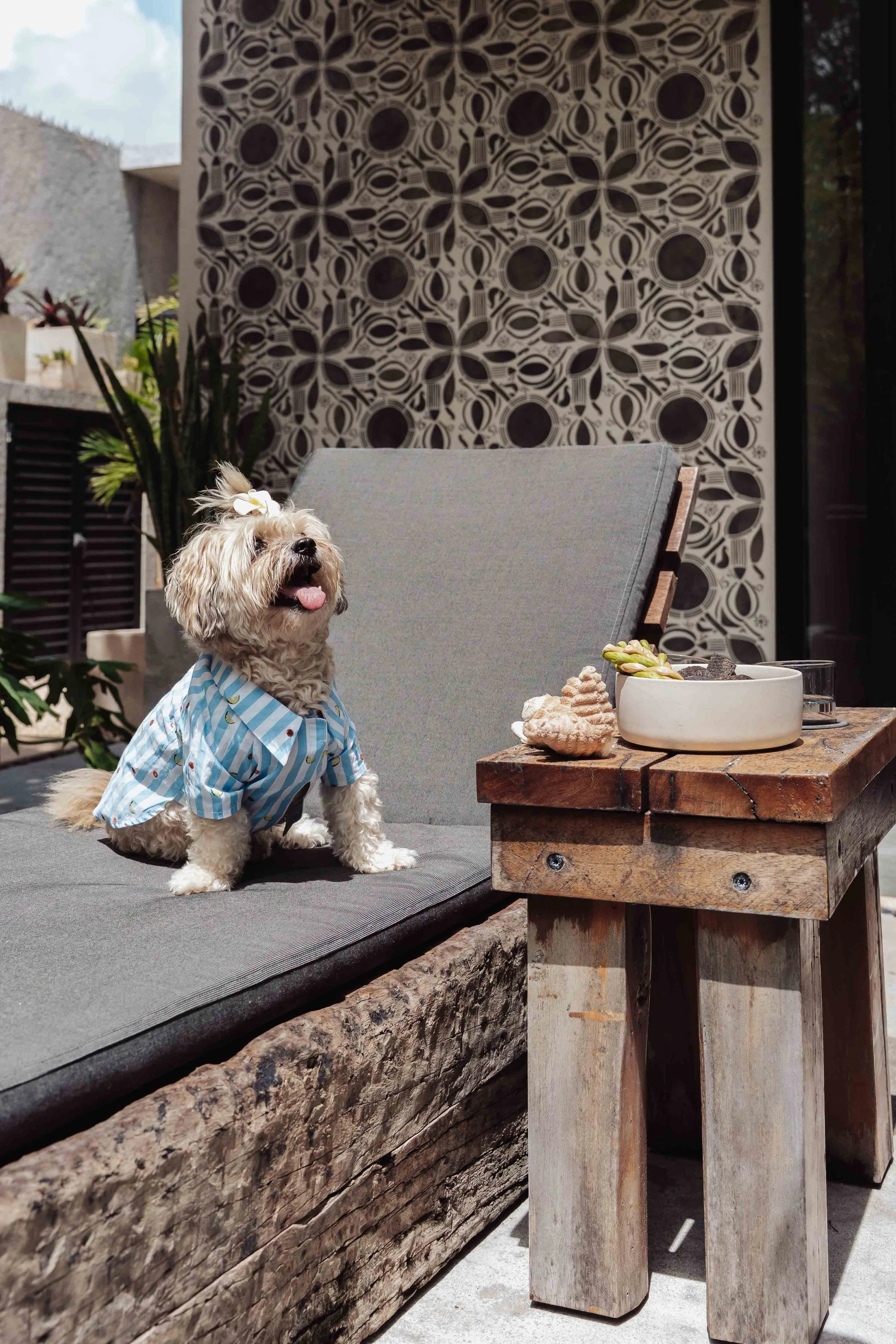 dog chilling at a home in Tulum Beach, Professional Dog Photography portraits