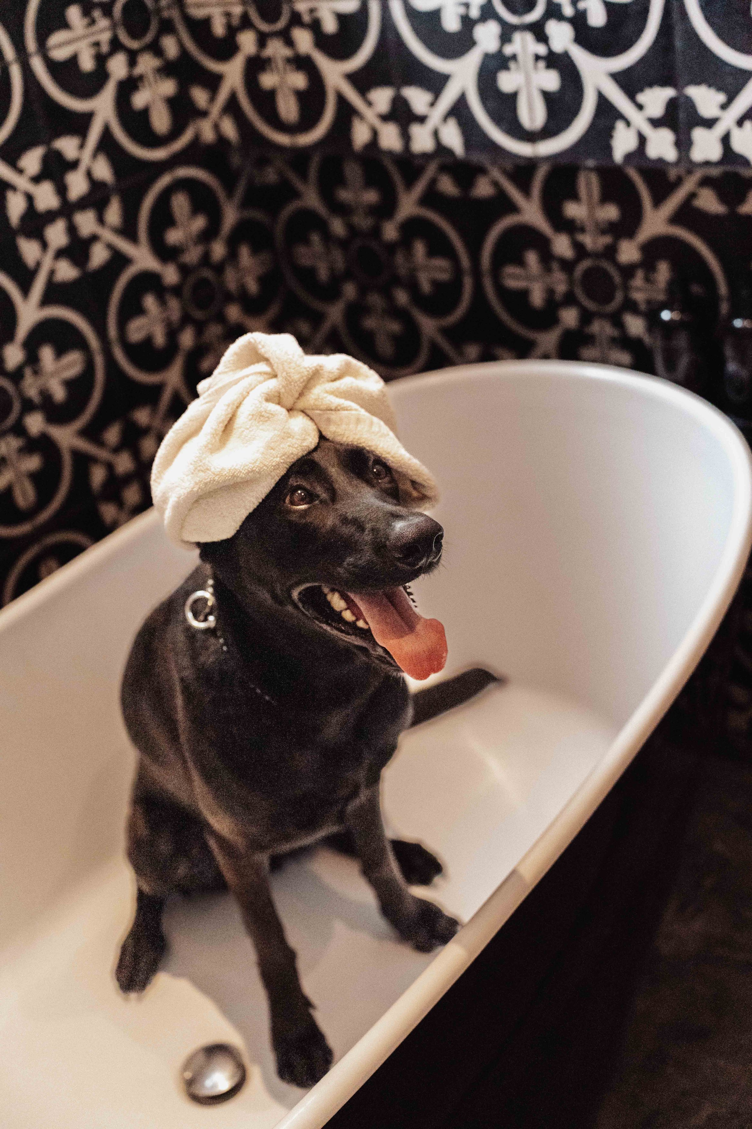 dutch Shepard dog chilling at a home in Tulum wearing a towel in her head., Professional Dog Photography portraits
