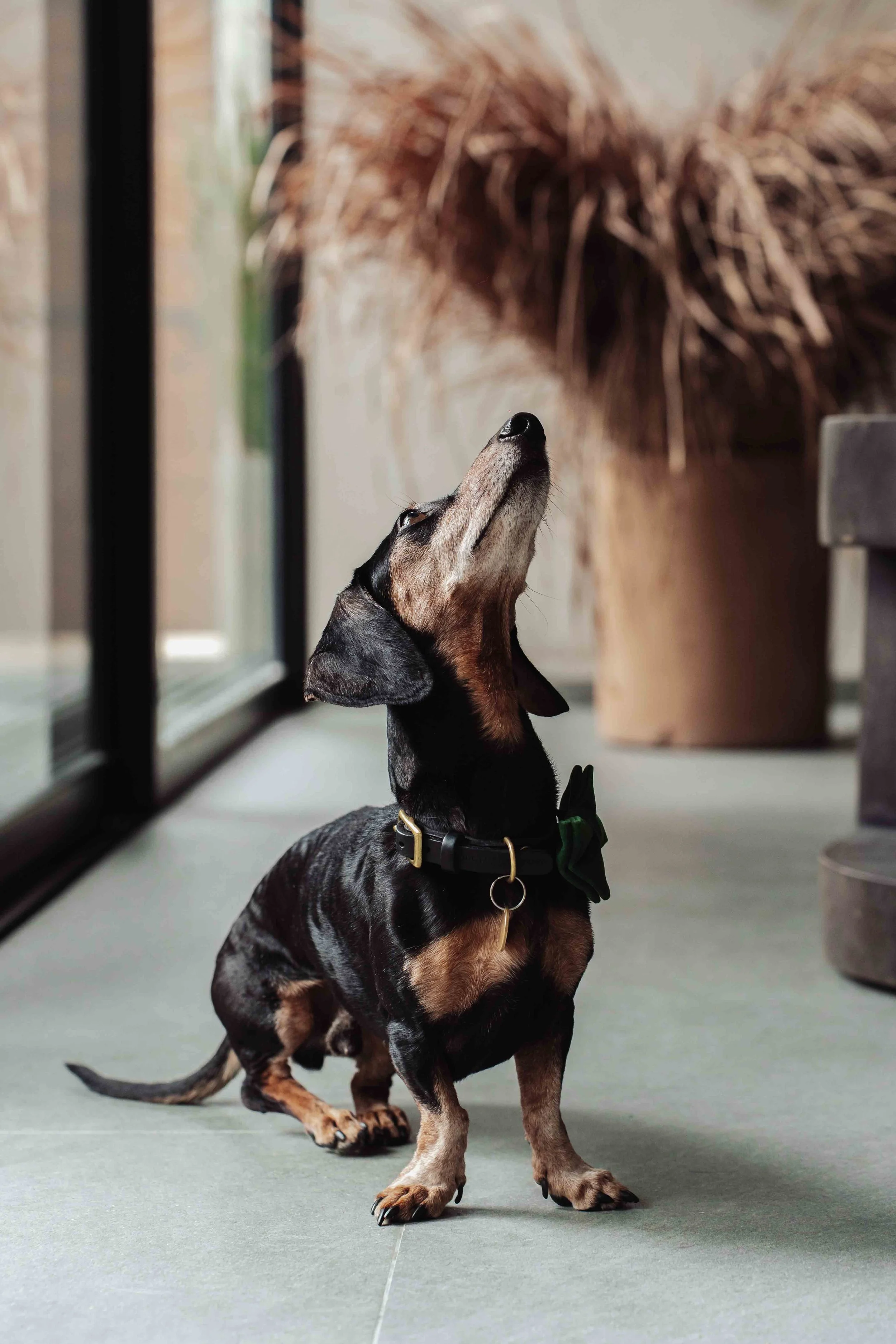 dutch Shepard  and a dachshund dog chilling at a home in Tulum Beach, Professional Dog Photography portraits