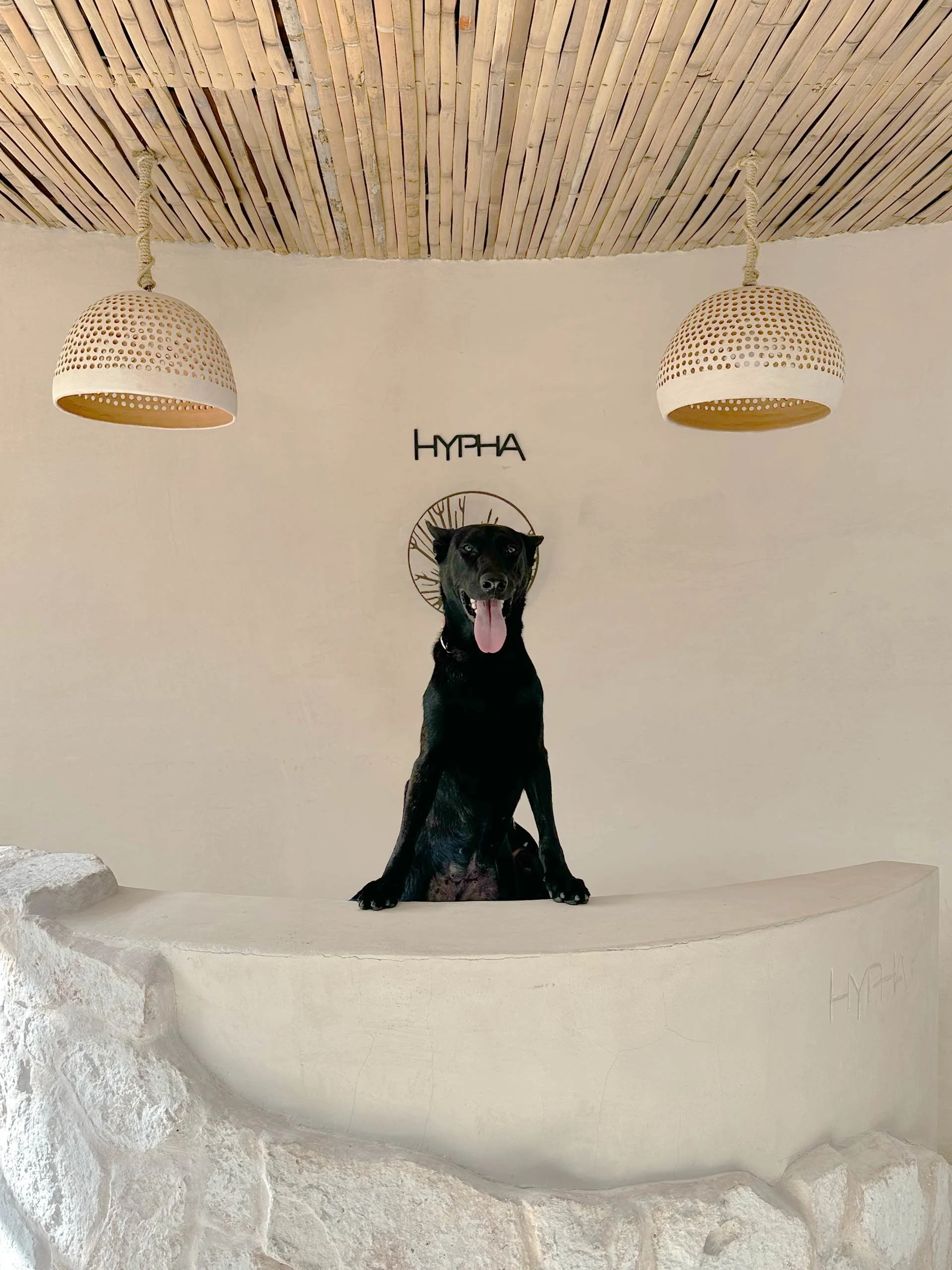 Kier, dutch sheppard sitting behind HYPHA Inc. reception desk with a white wall and modern lights hanging from a wooden ceiling.