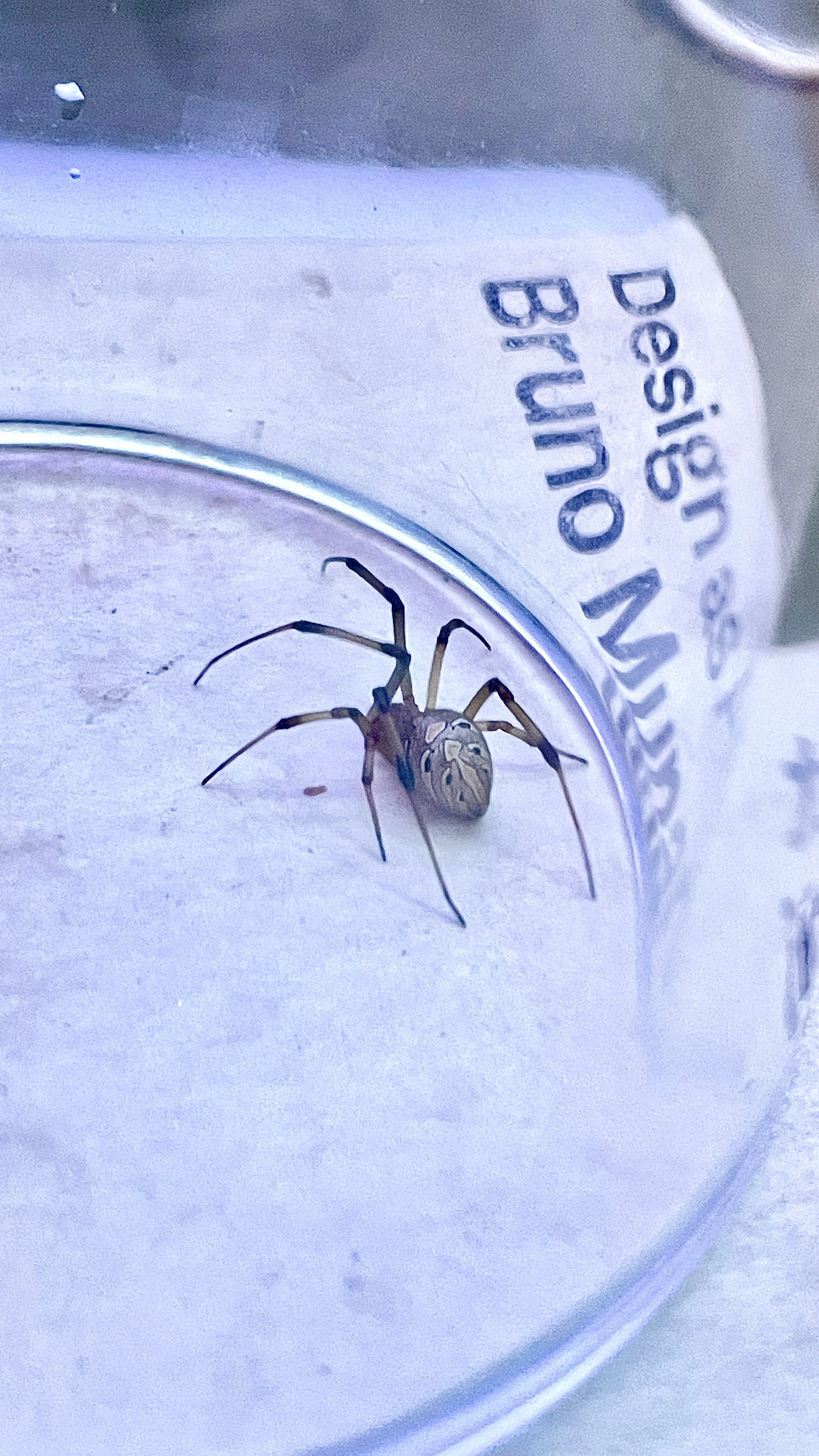 Close-up of a small spider with a patterned body and long legs, sitting on a white surface near a metal container with partially visible text. Hypha Inc Marketing Agency and Creative Studio Lab, Tulum.