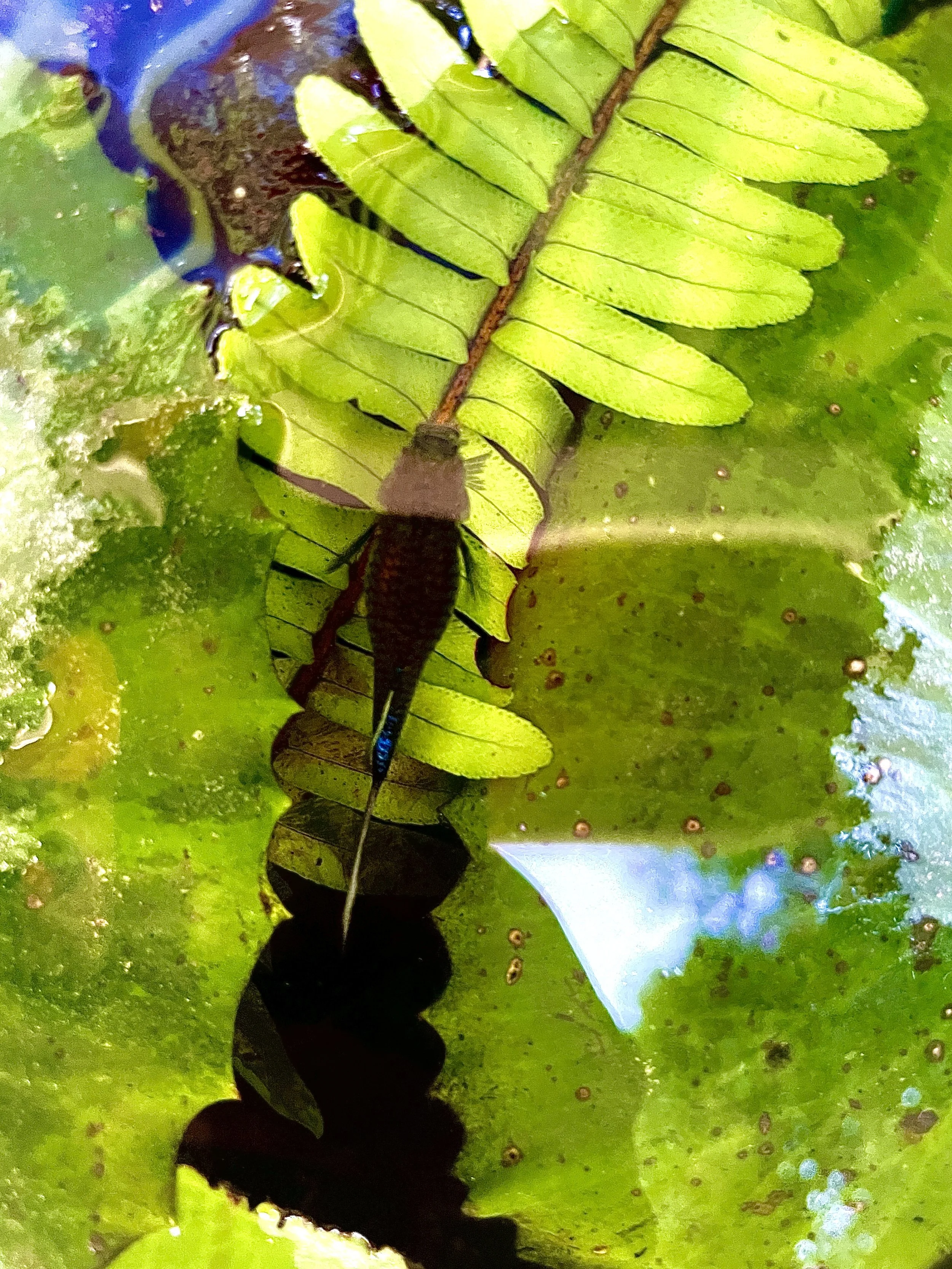 A close-up of a small black-and-blue aquatic insect on a green leafy plant near water, with a brownish tail extending behind it. Hypha Inc Marketing Agency and Creative Studio Lab, Tulum.