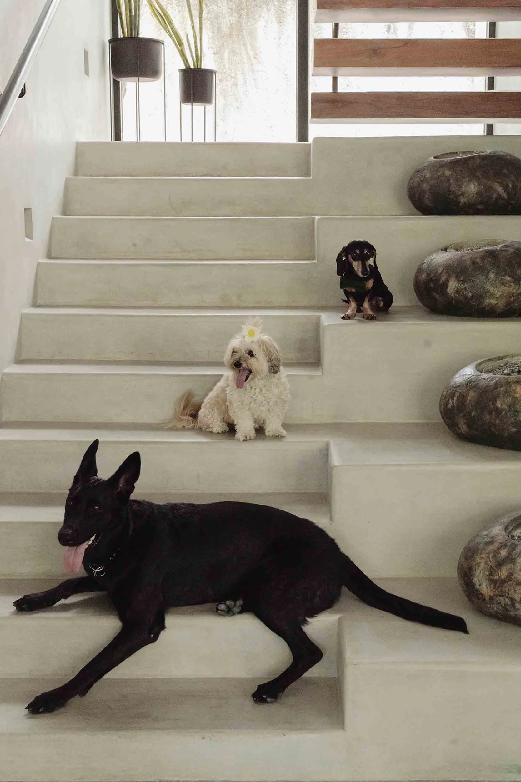 dogs chilling at a stairs at home in Tulum Beach, Professional Dog Photography portraits