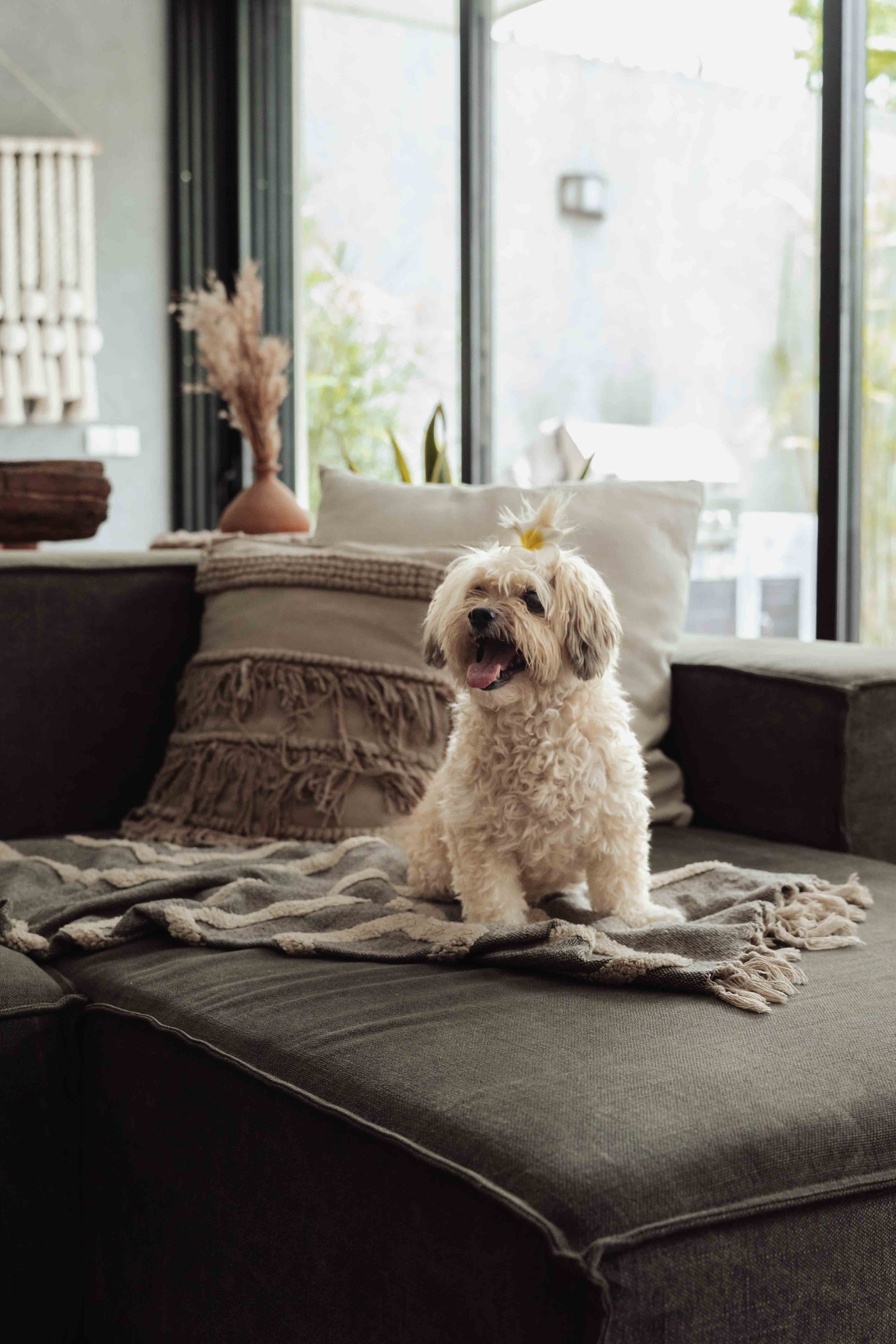 dog chilling at a home in Tulum Beach, Professional Dog Photography portraits