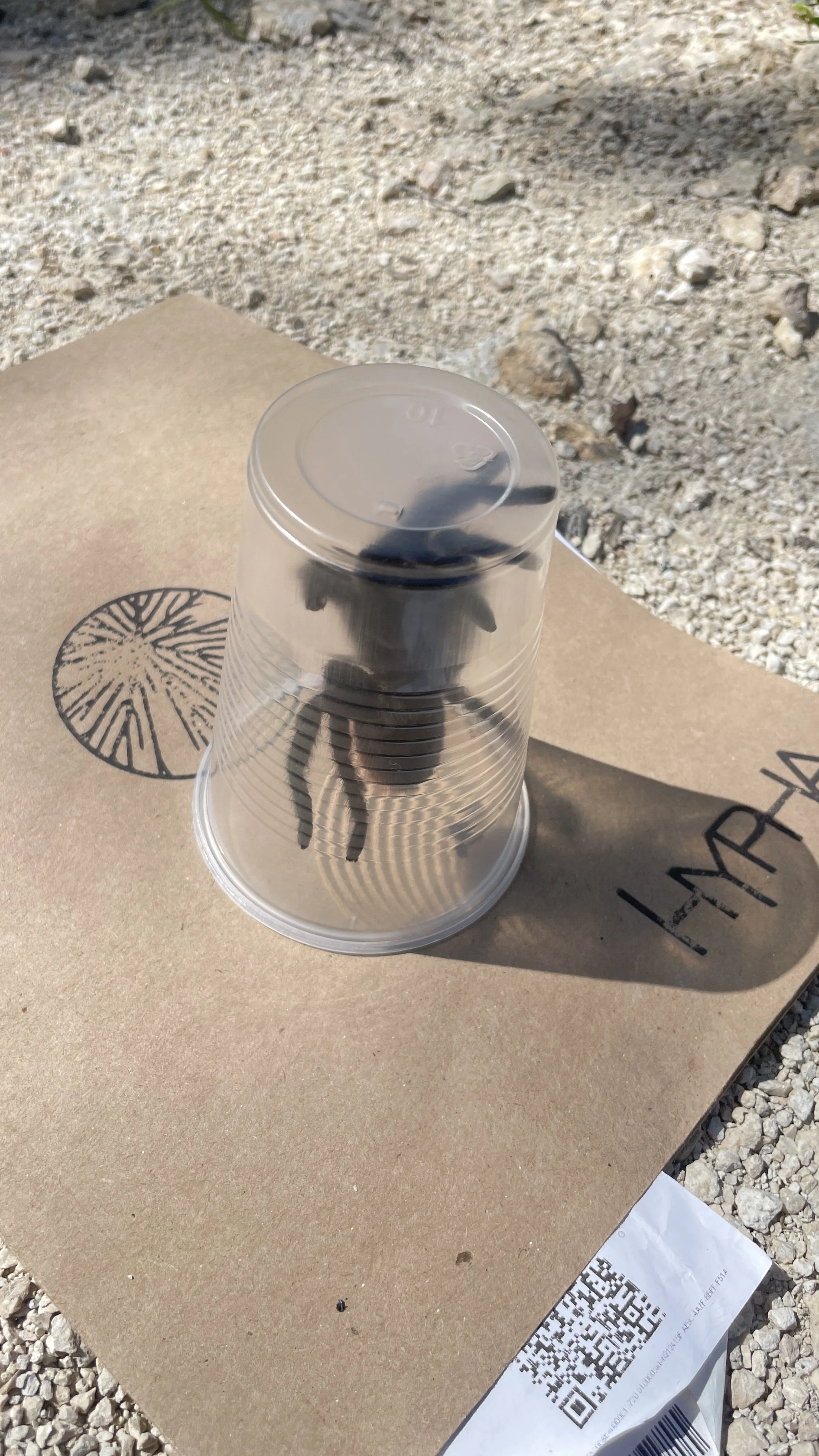 A clear plastic cup with a black scorpion inside, placed on a piece of cardboard on a gravel surface. The scorpion casts a shadow visible through the cup.