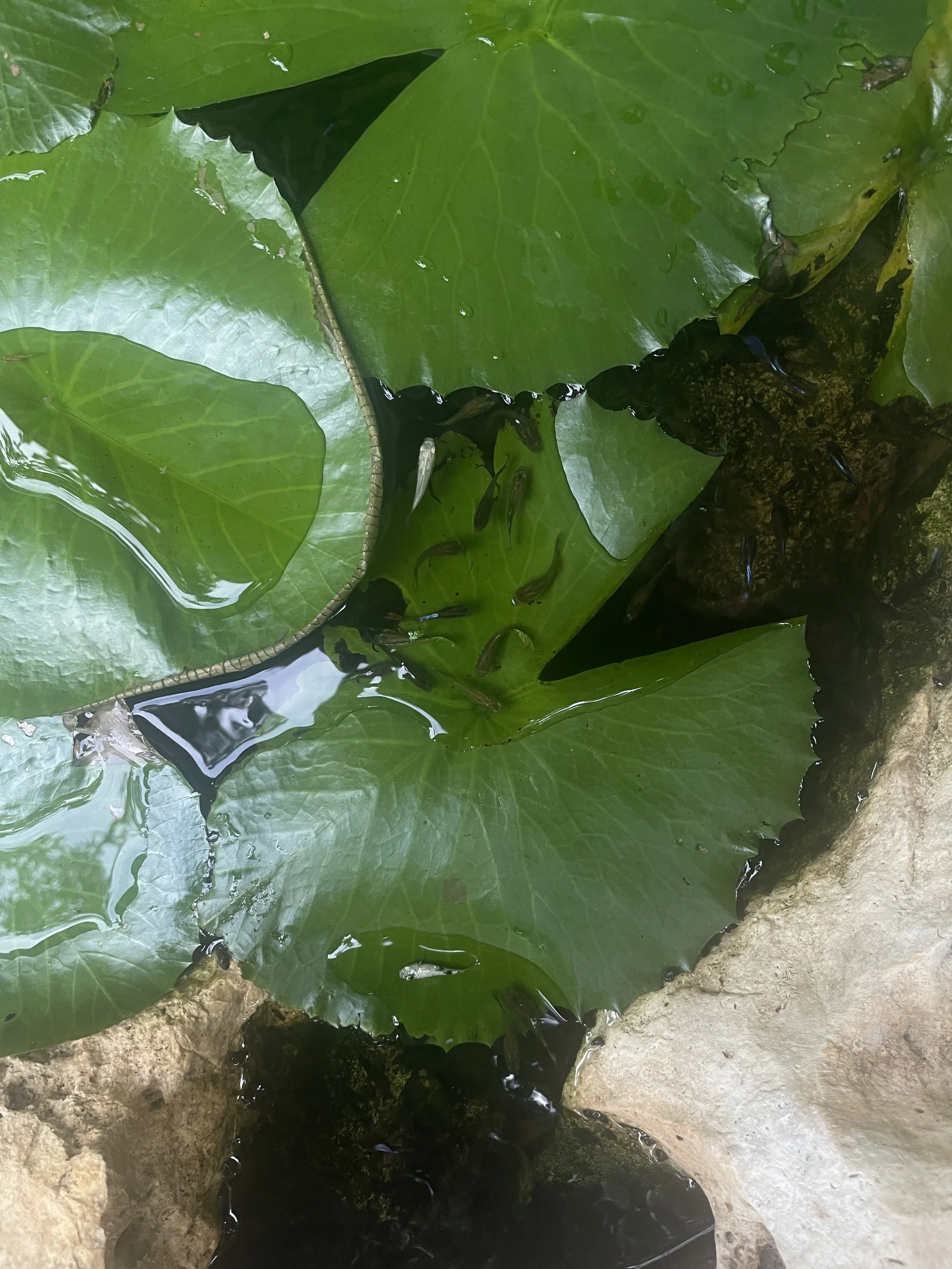 Green water lilies with floating leaves in a pond surrounded by rocks. Hypha Inc Marketing Agency and Creative Studio Lab, Tulum.