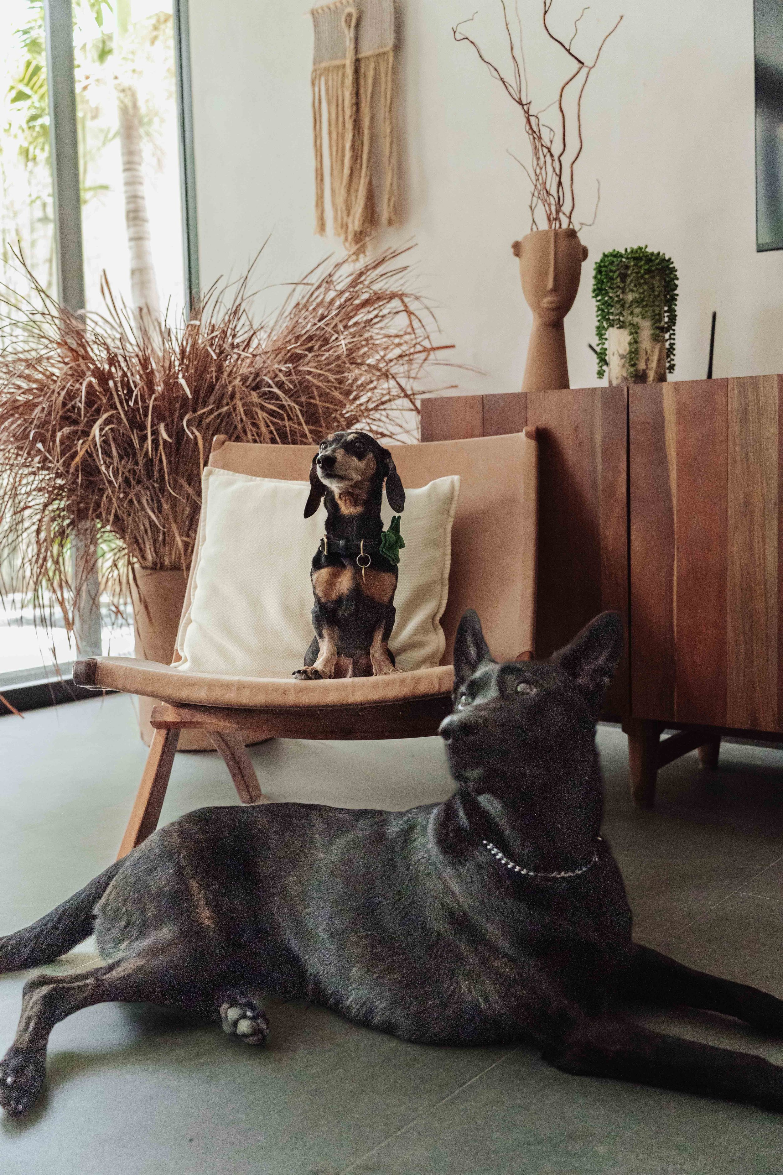 dutch Shepard  and a dachshund dog chilling at a home in Tulum Beach, Professional Dog Photography portraits