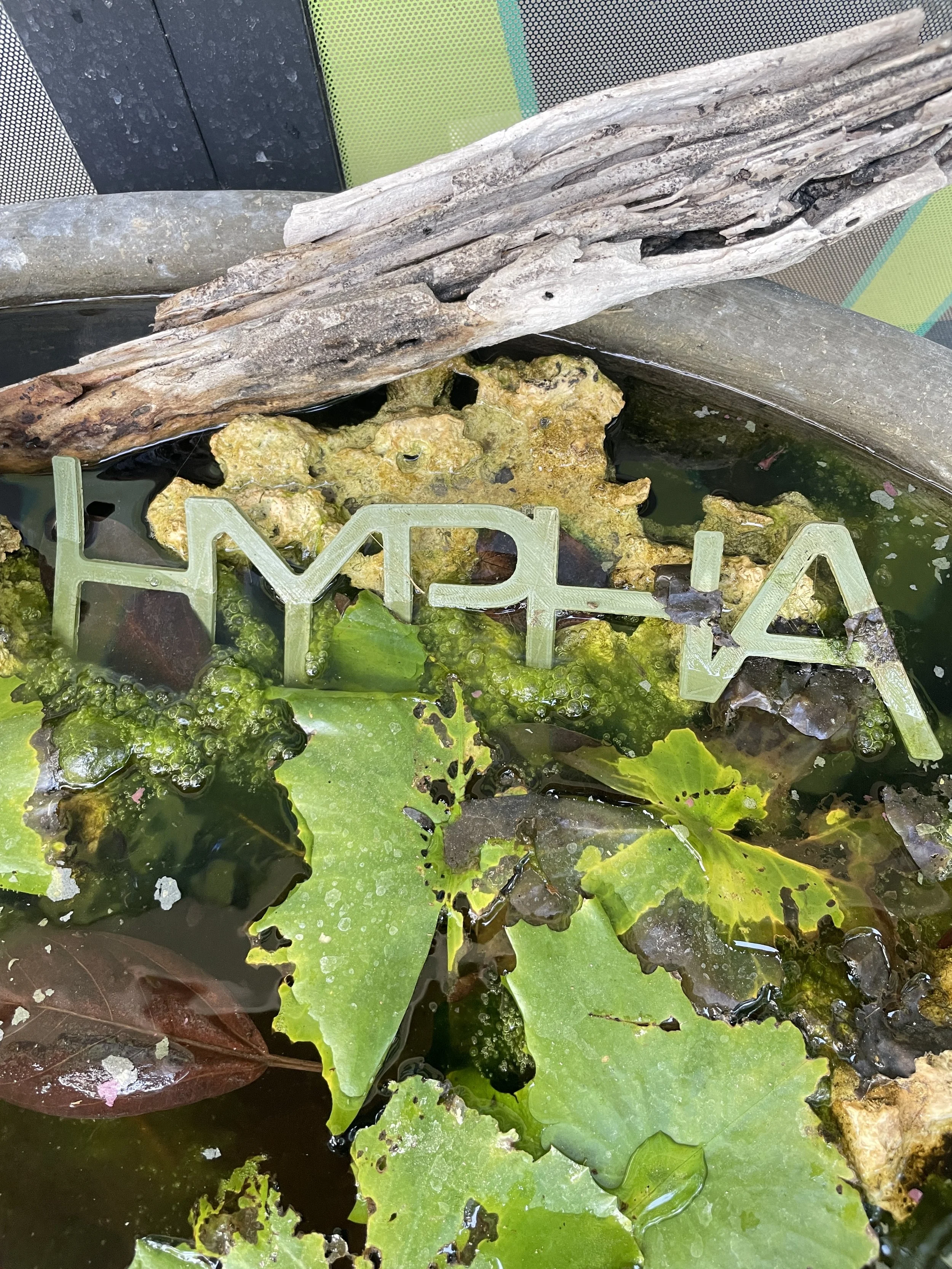 A pond with green lily pads, some with dark spots, floating on water. There is a piece of driftwood on the edge of the pond. The water has some algae and bubbles. The word 'HYPHA' is written in green plastic letters floating on the surface.