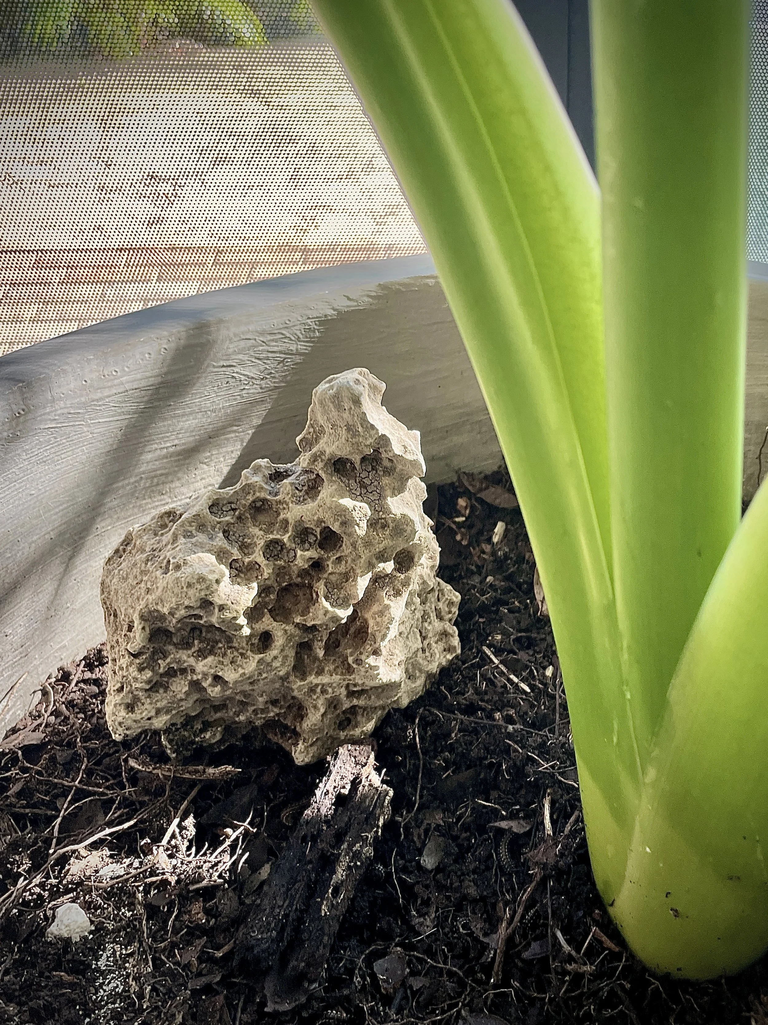 Close-up of a porous, coral-like rock in dark soil next to a green plant stem inside a pot with a mesh screen background. Hypha Inc Marketing Agency and Creative Studio Lab, Tulum.