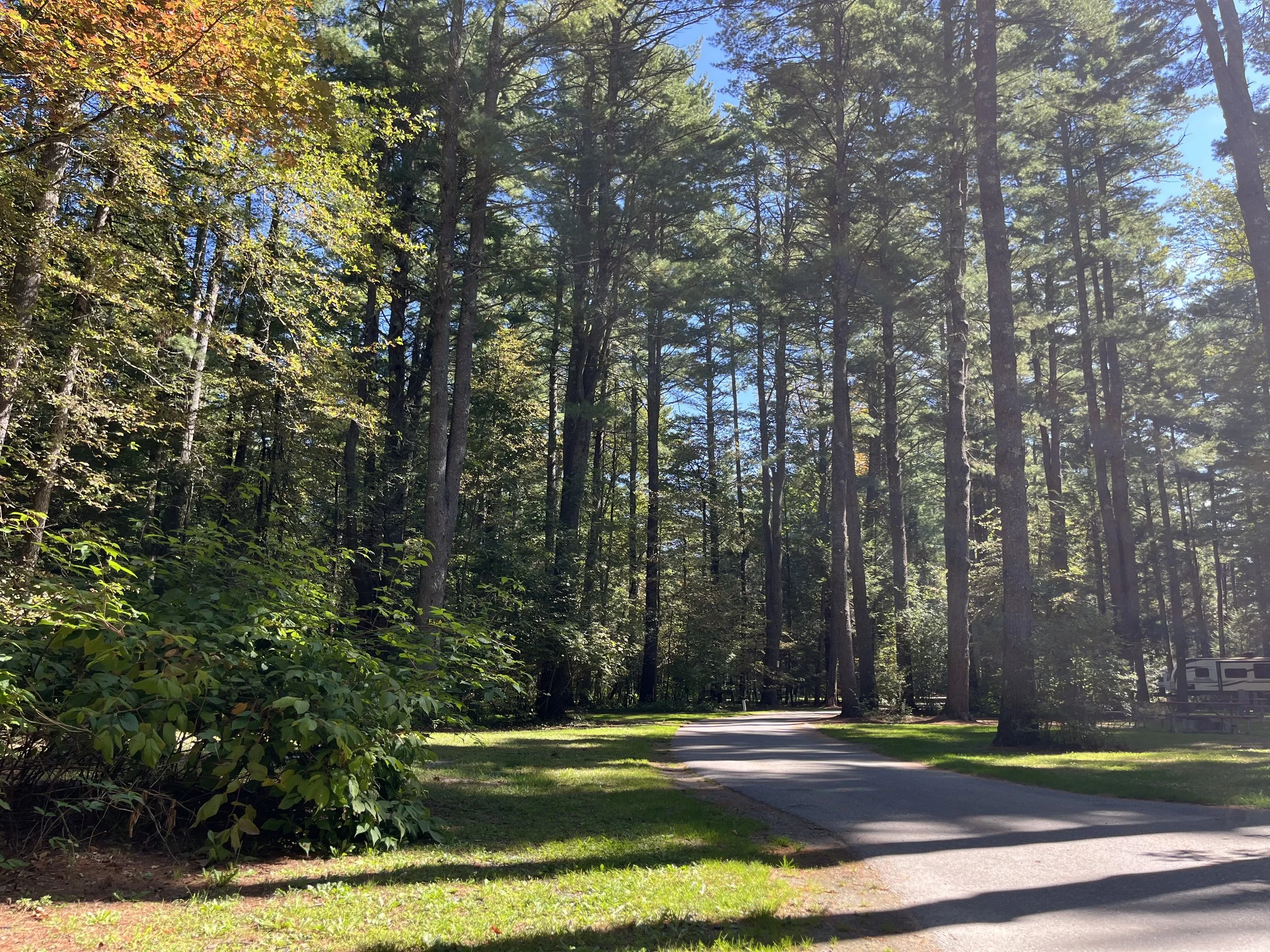 A winding paved path through a forest of tall pine trees with sunlight filtering through the leaves and a RV visible in the distance on the right side.