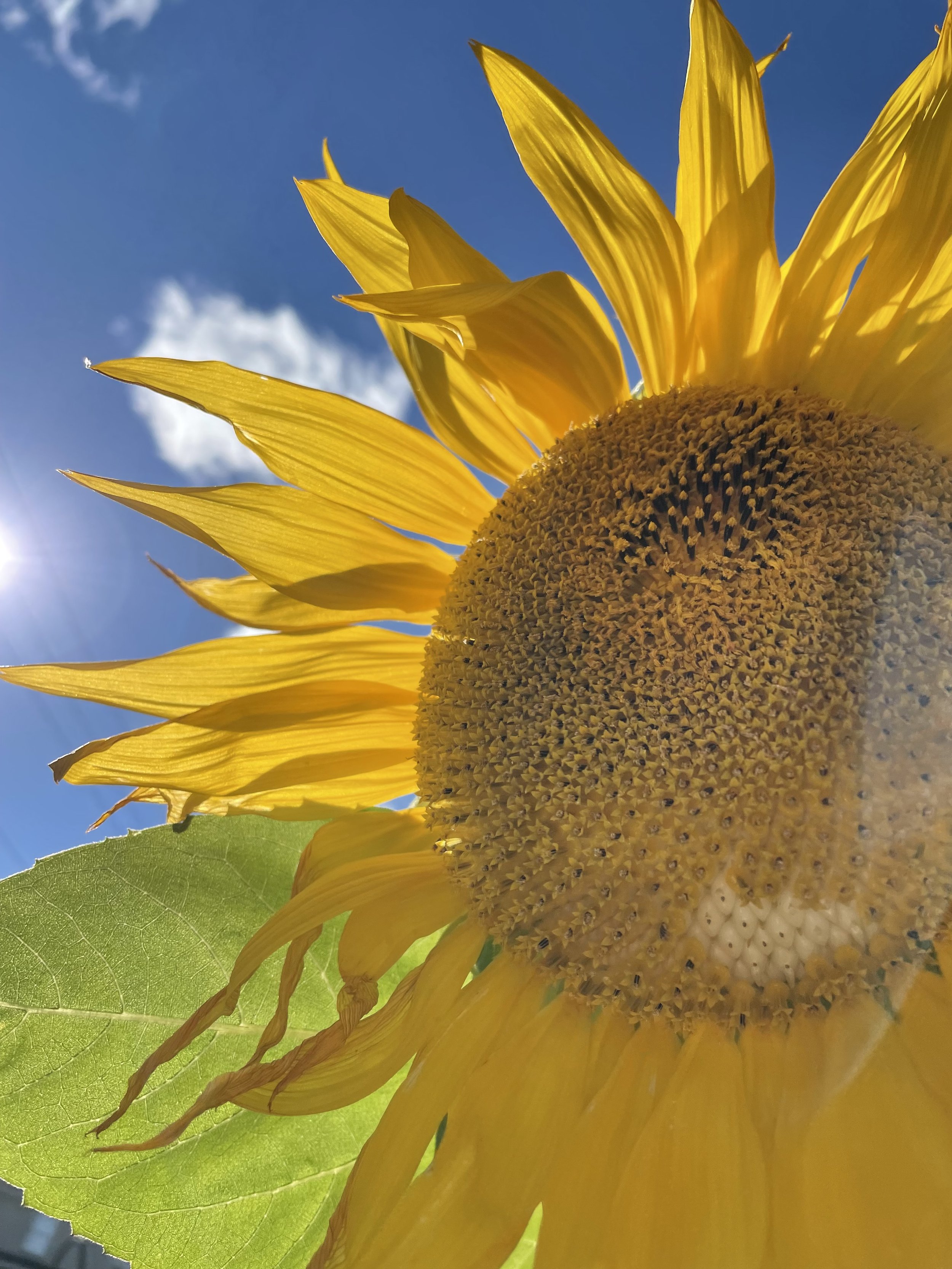 Close-up of a bright yellow sunflower with a blue sky and a few clouds in the background.