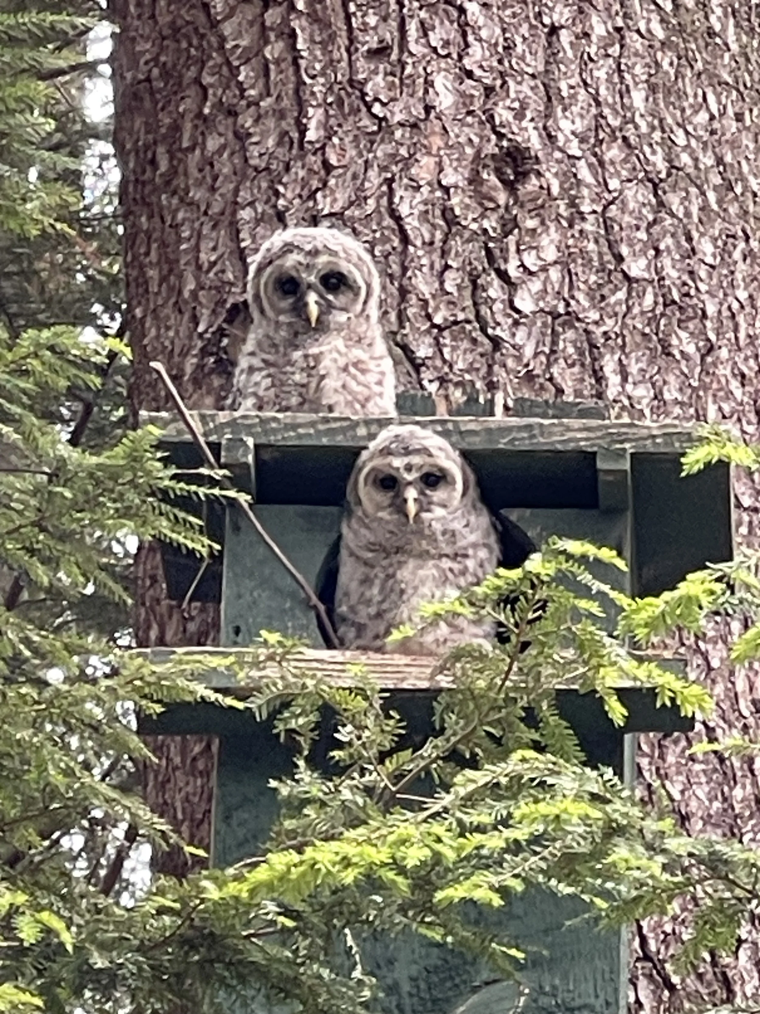 Wakeda's Owls