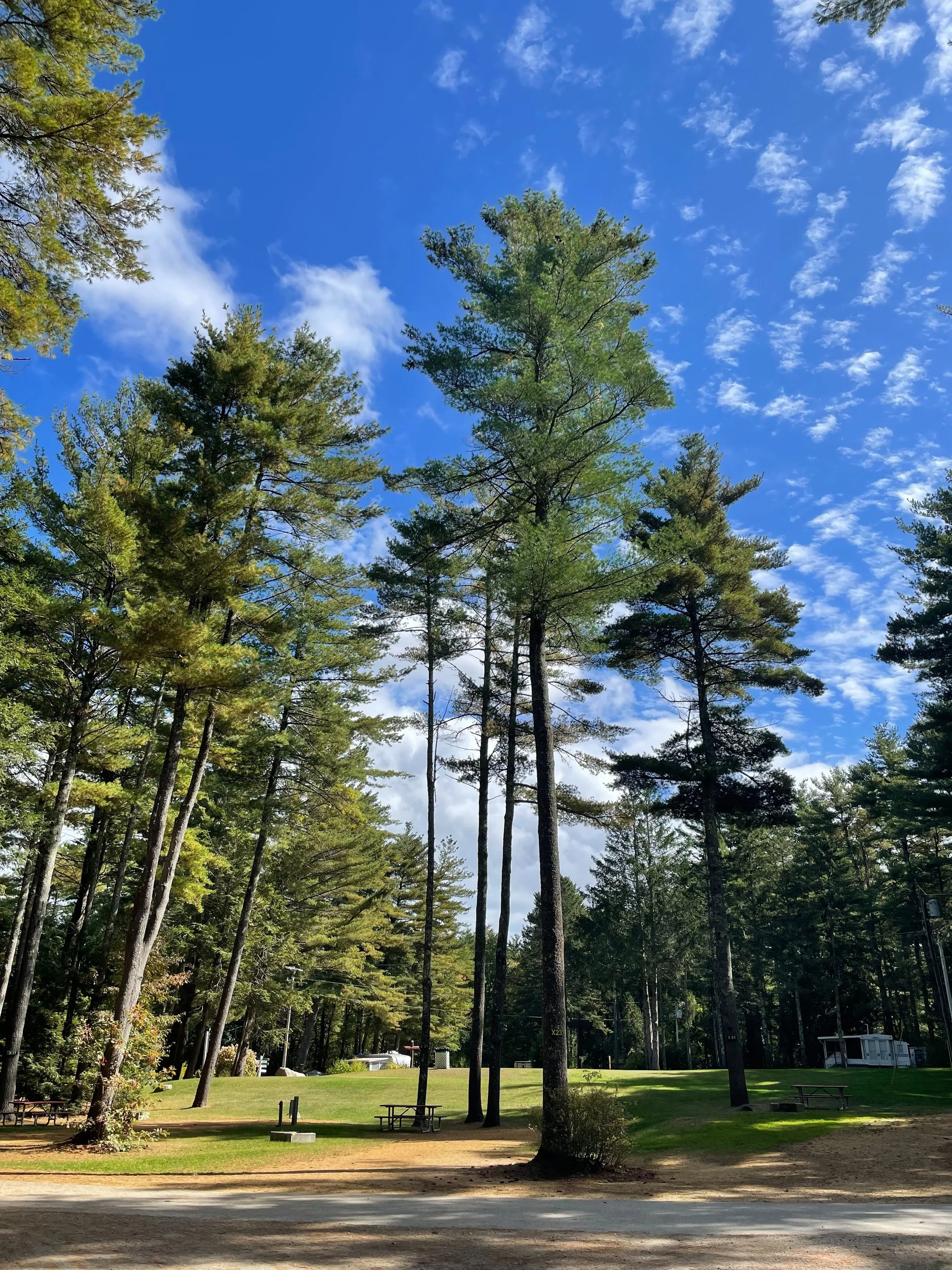 Tall pine trees in a park with a grassy area, benches, and a blue sky with scattered clouds.