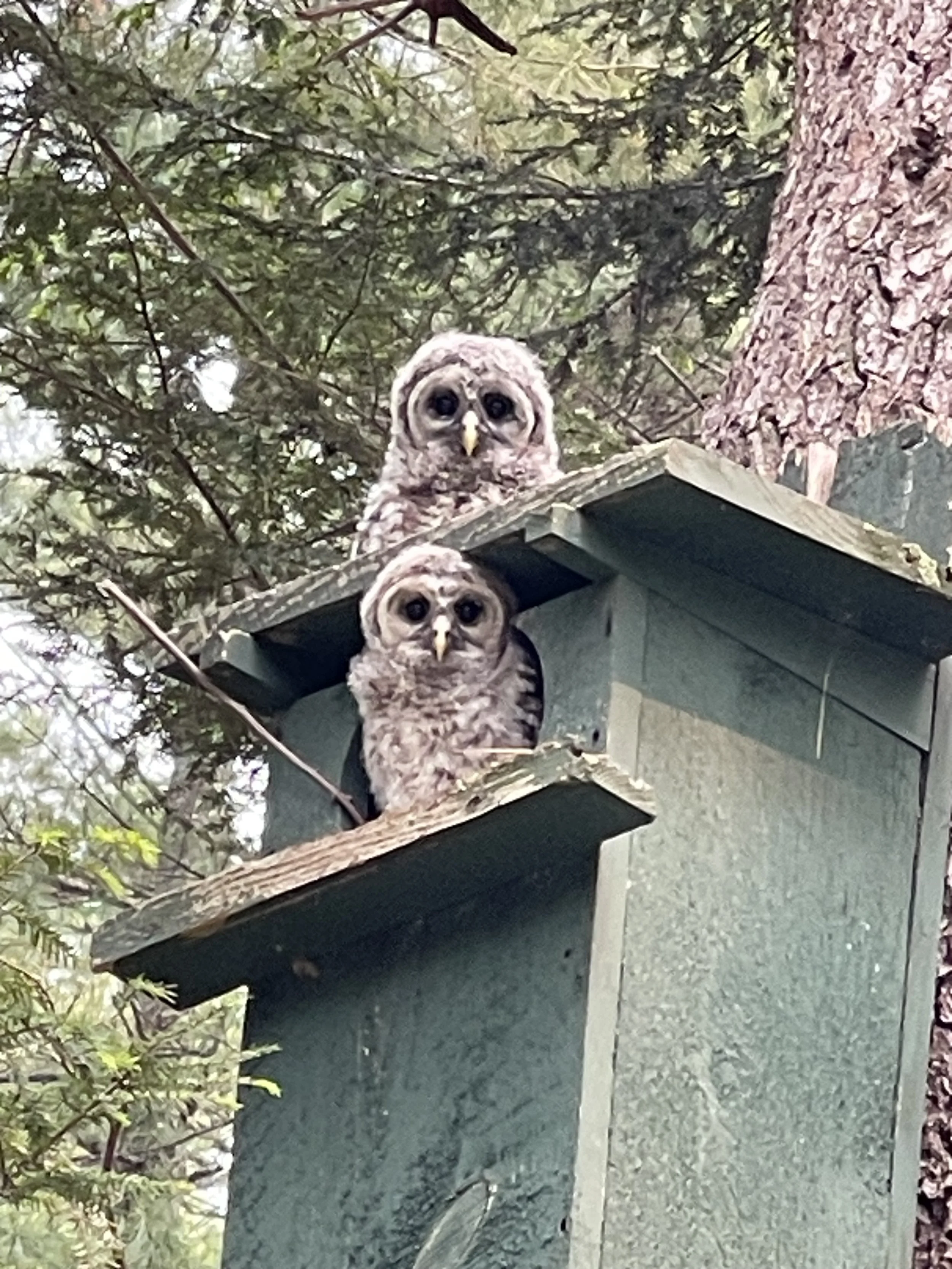 Two young owls perched on a birdhouse in a wooded area, surrounded by green foliage and tree trunks.