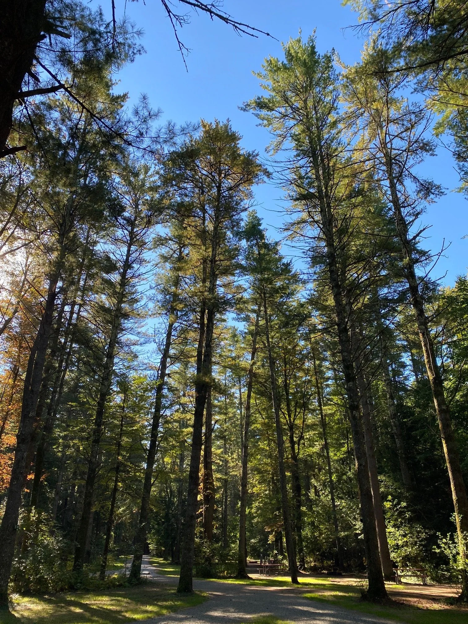 Tall pine trees in a forest with a clear blue sky above, some sunlight filtering through the trees, and a dirt path at the forest floor.