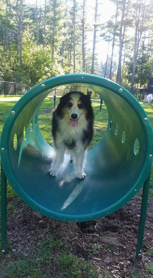 A dog inside a circular playground tunnel at a park with trees in the background.