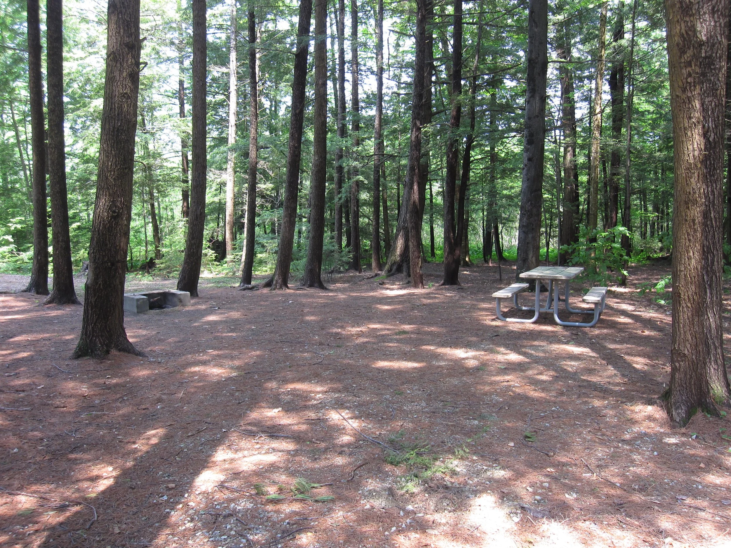 A wooded forest clearing with tall trees, a picnic table, and a concrete bench in the shade.