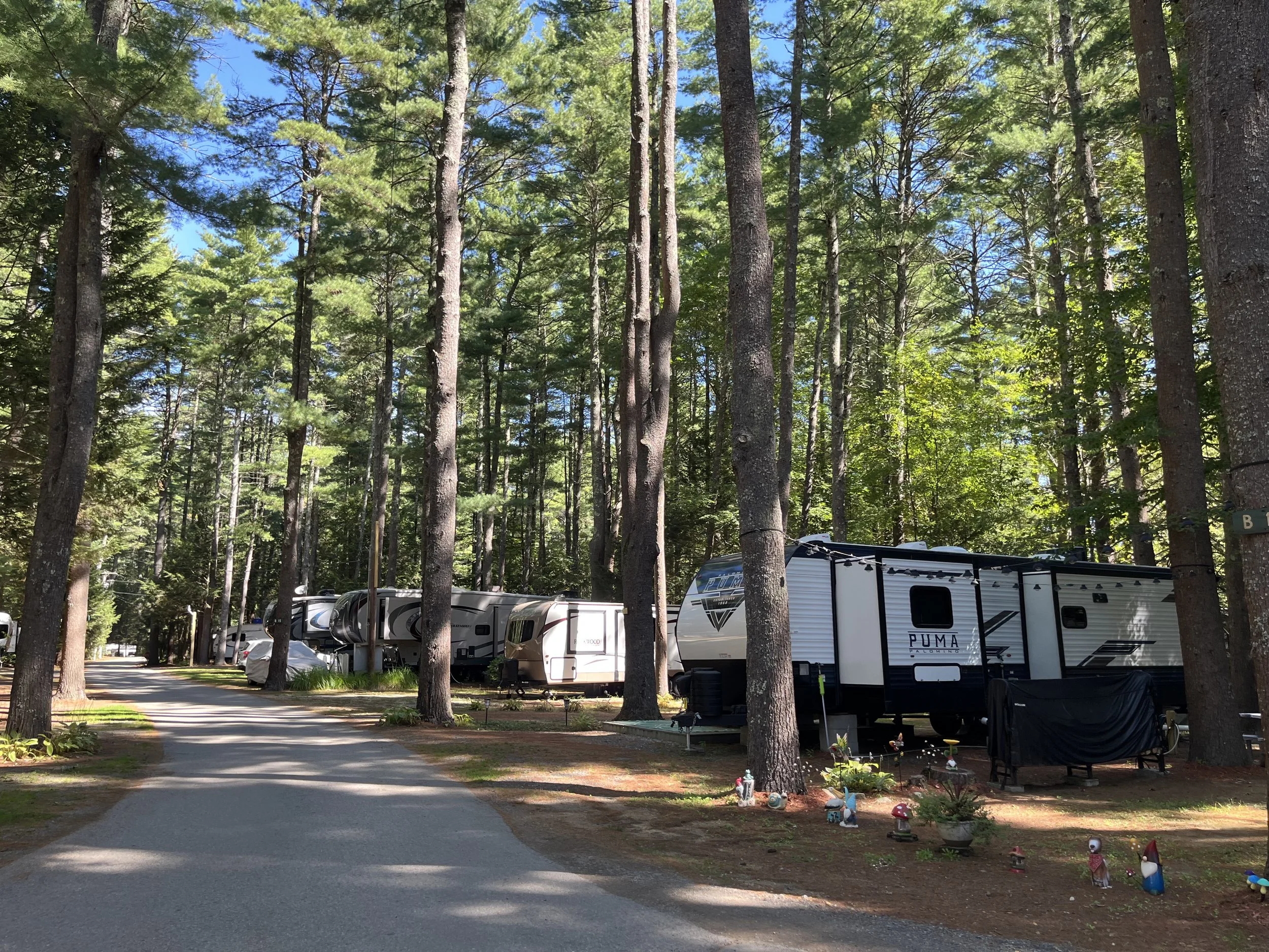 Rv camping site in a forest with several parked recreational vehicles under tall pine trees, decorated with small ornaments and plants.