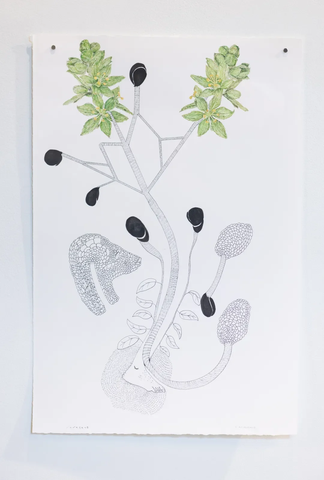 A botanical illustration of a plant with green leaves and black seeds, combined with a drawing of a human foot and a snake, creating a surreal, hybrid image.