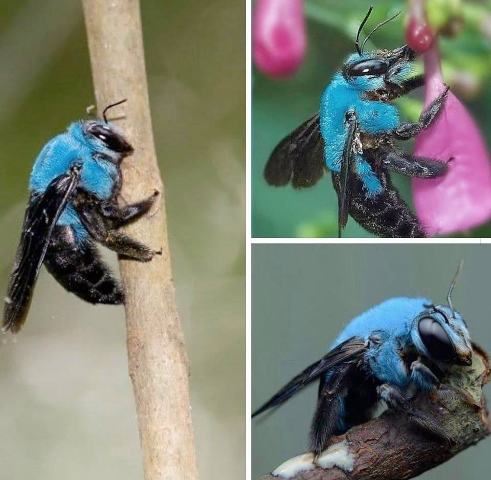 carpenter bees references