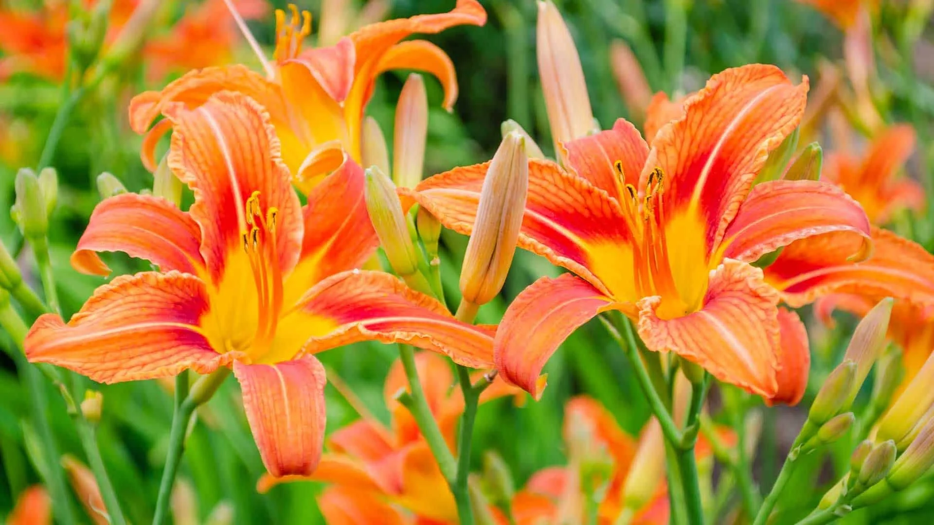 daylily (Hemerocallis) reference