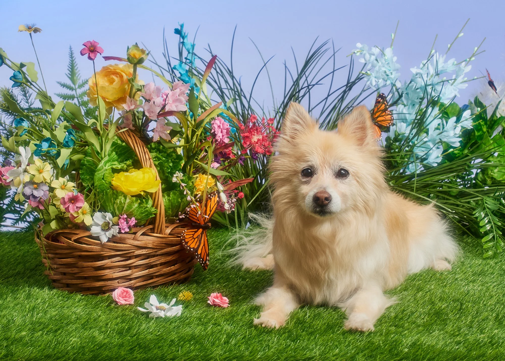 A fluffy cream-colored dog sitting on green grass next to a basket of colorful artificial flowers with butterfly decorations, with additional flowers and greenery in the background.