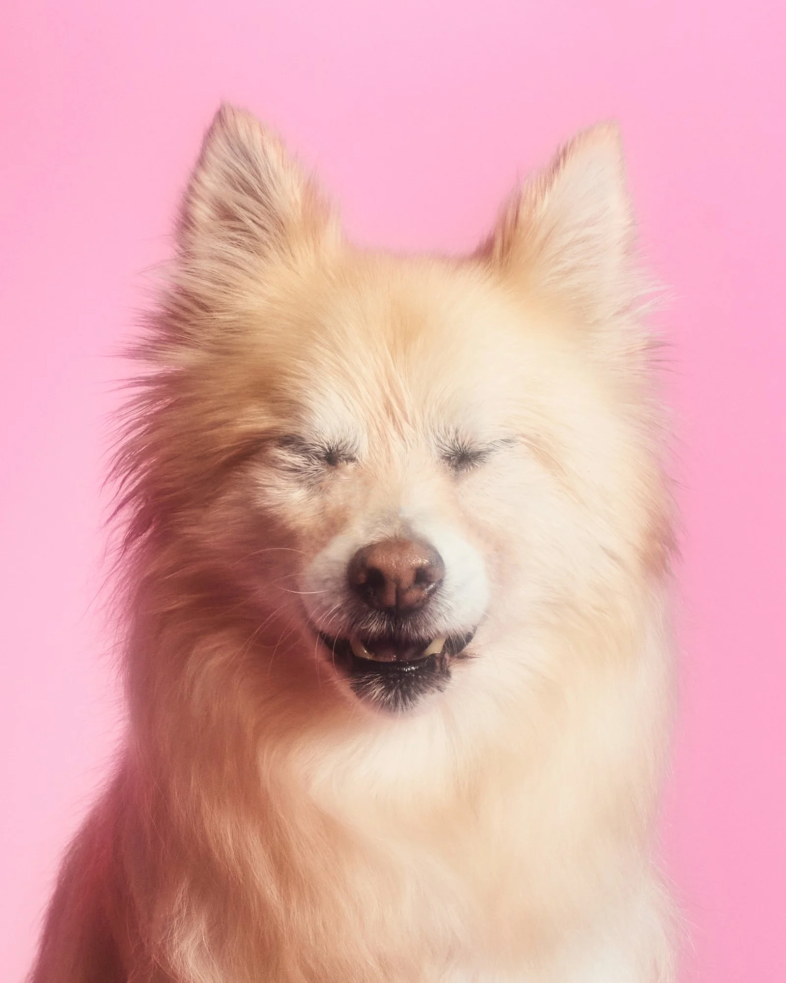 A fluffy, light-colored dog with closed eyes smiling against a pink background.