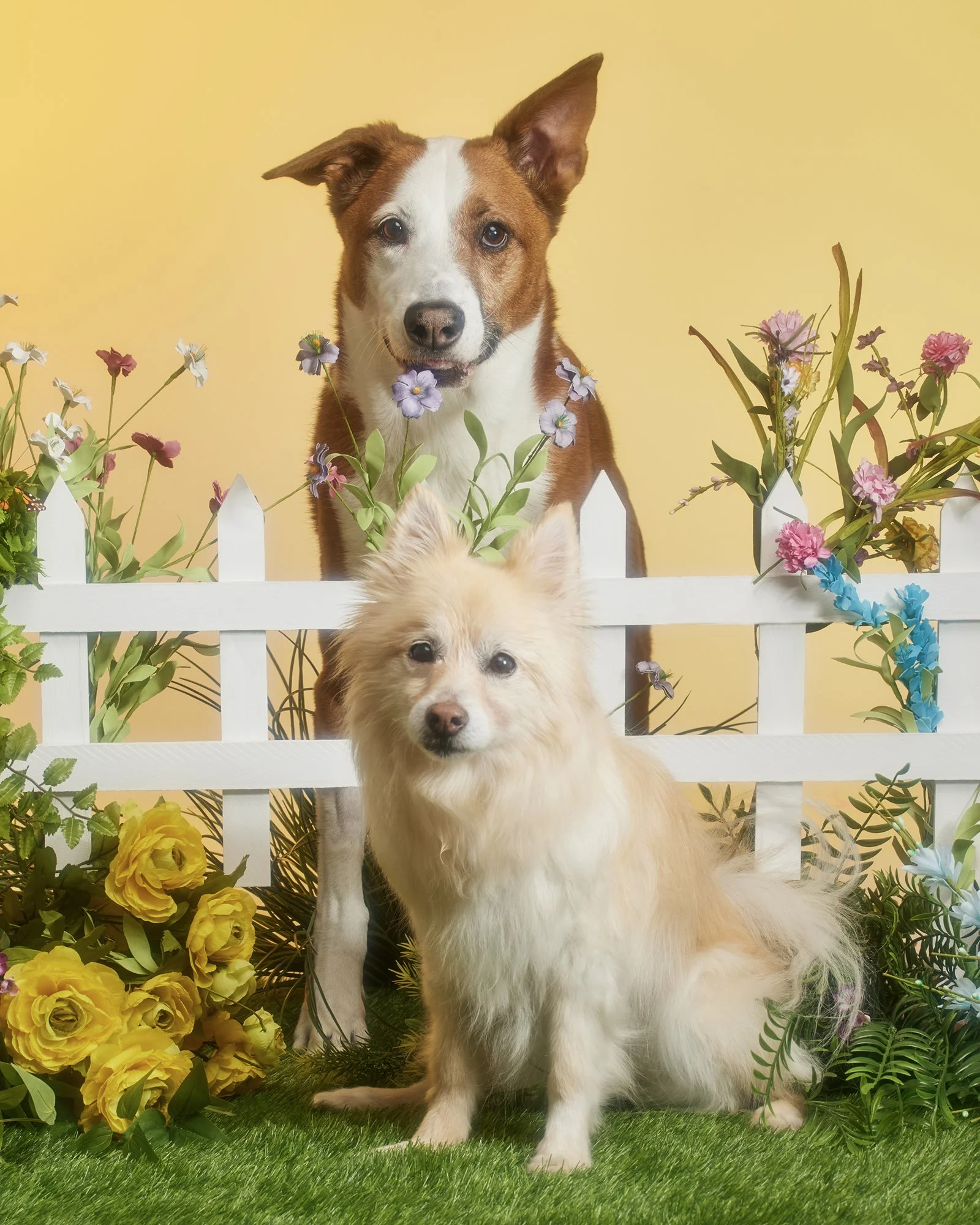 A brown and white dog behind a white picket fence with a cream-colored fluffy dog sitting in front. Both dogs are surrounded by colorful flowers and artificial grass.