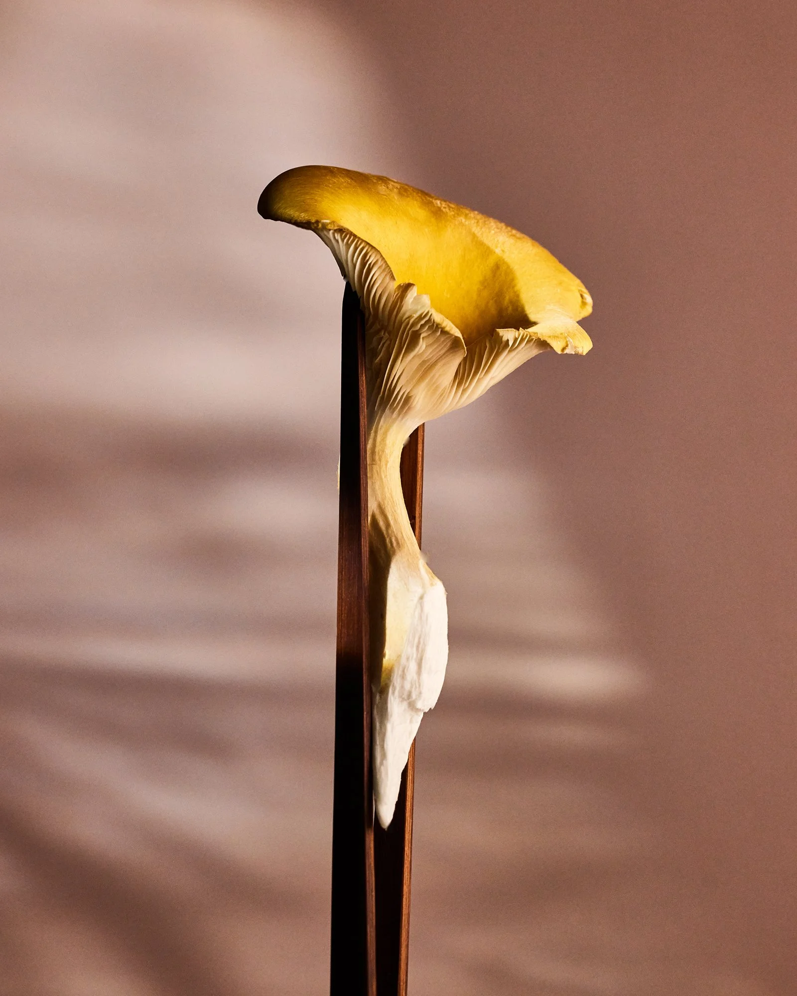 Ingredients Test9944-rt.jpg