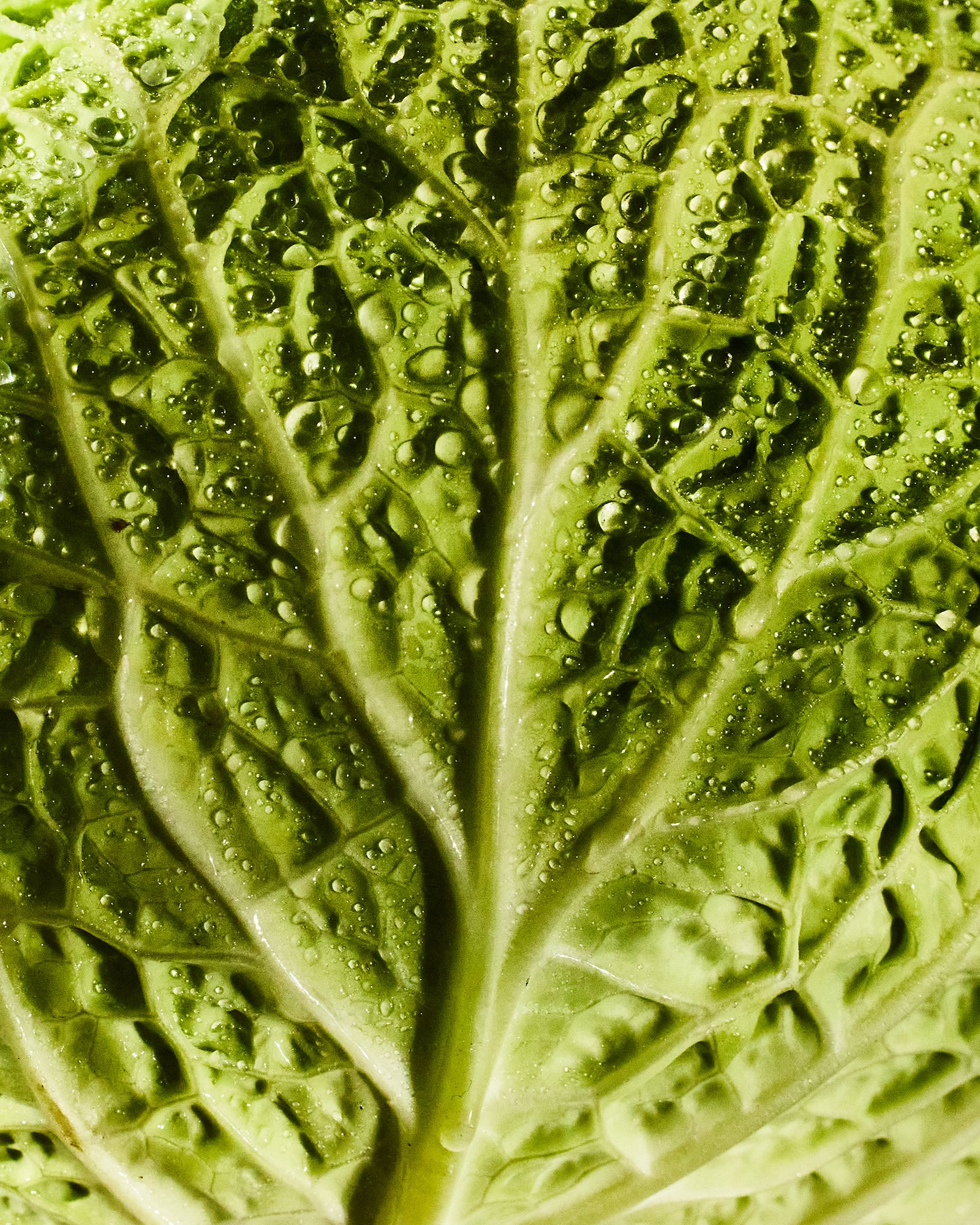 Ingredients Test9968-rt.jpg