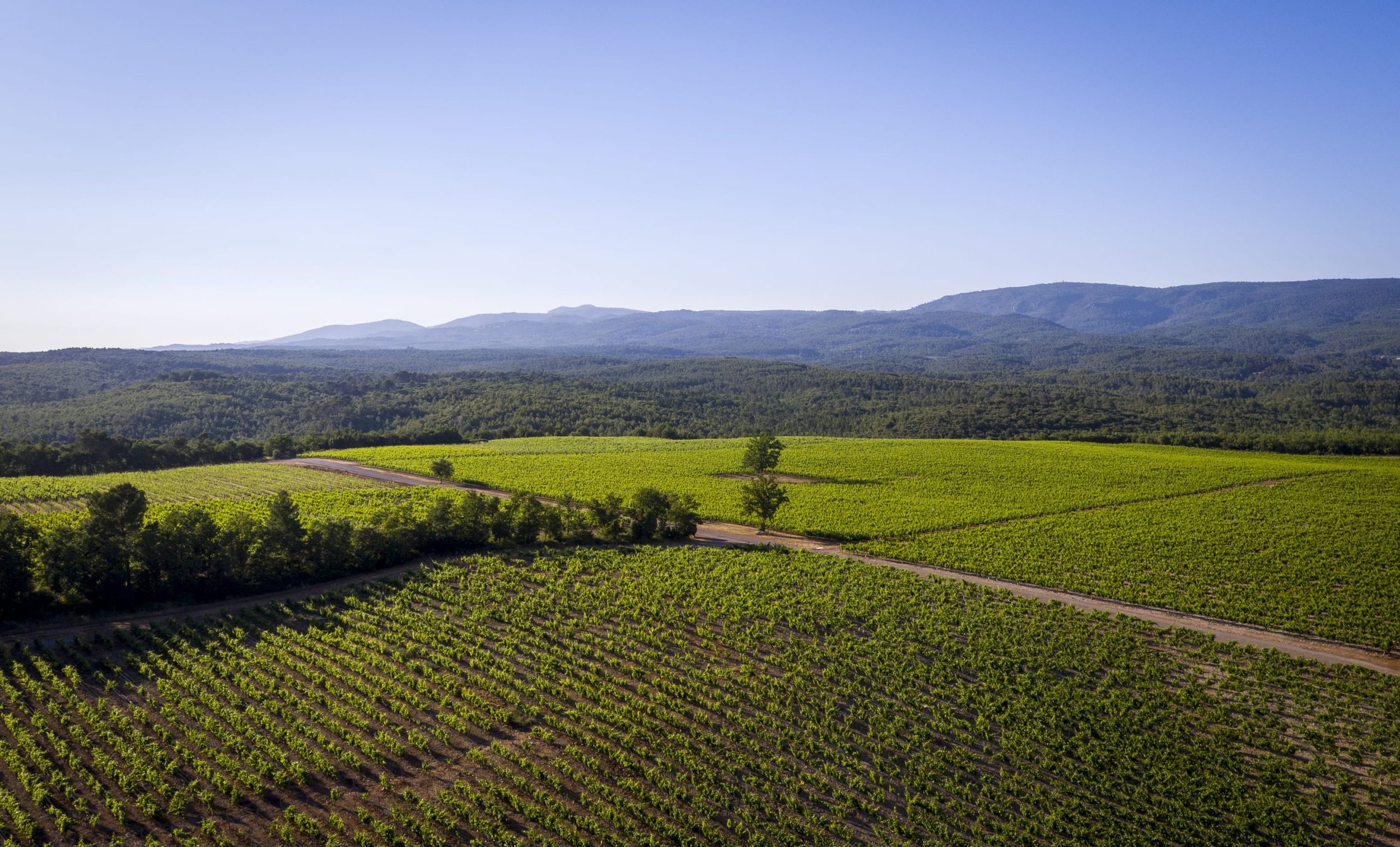 Chateau-de-Berne-Vignoble-1-scaled.jpg
