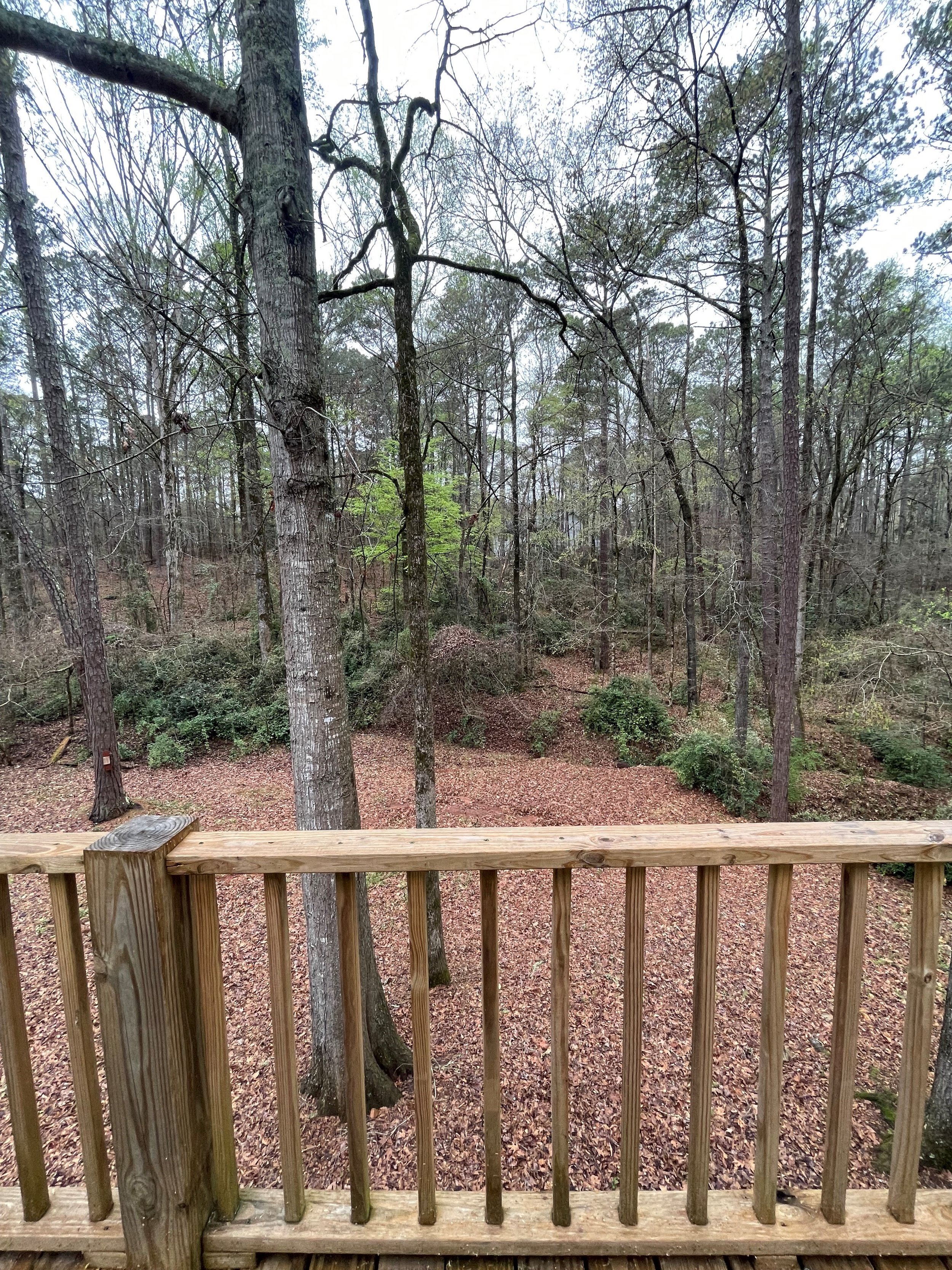 backyard.jpg