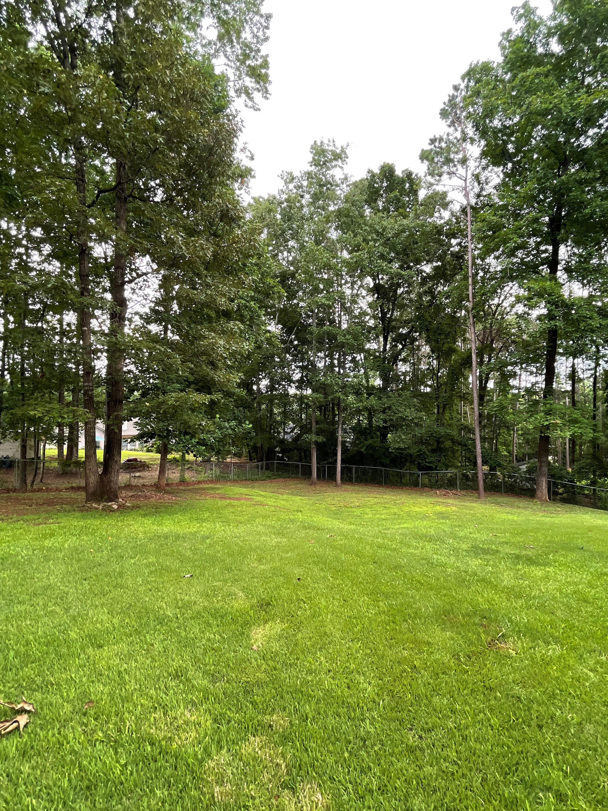 backyard.jpg