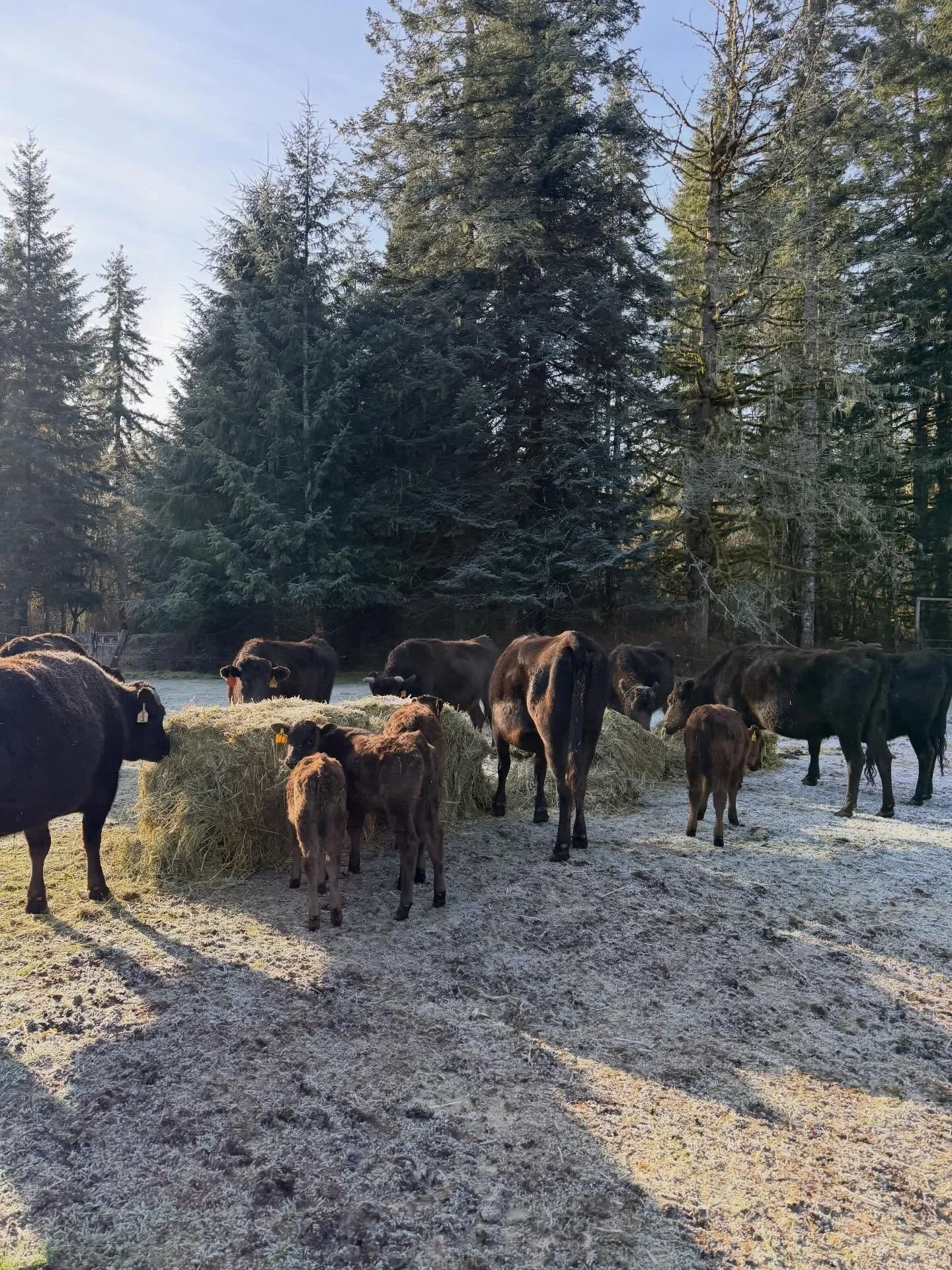 It&rsquo;s been a busy winter with calves on the ground and preparing for spring calves we work hard to keep the best grass in front of them. We haven&rsquo;t posted much but now we are heading into the new year we are excited share more about our ra