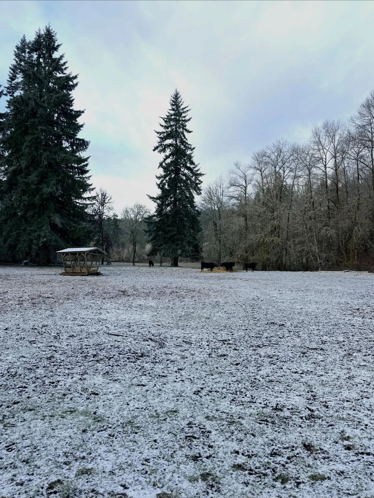 Its on days like this with even a dusting of snow the ranch looks its best and gives the constant reminder of what an honor and pleasure it is produce this amazing beef for our customers and our family. I thought it was time to share some great updat