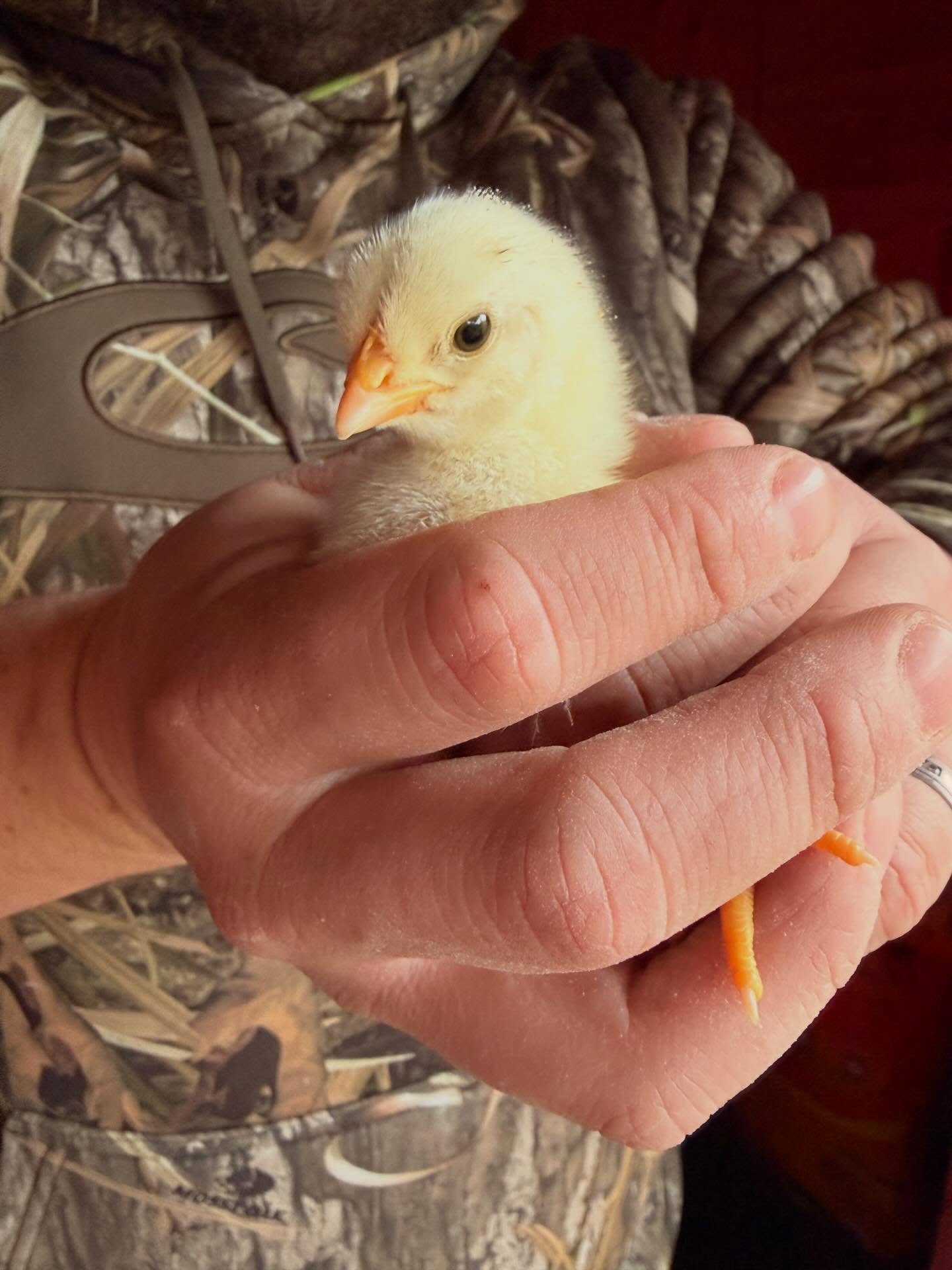 The wagyu of chicken coming soon pasture raised from unique heritage breed prized for its flavor and marbling!