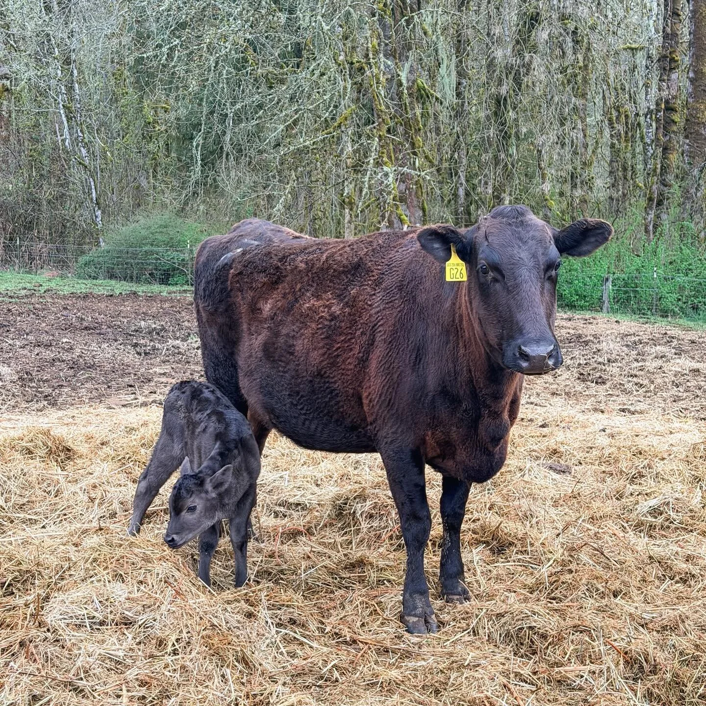 Our newest calf was born yesterday, isn&rsquo;t she so adorable!? Mom and baby are happy and healthy, the fastest calf in the pasture already! Thanks to great genetics from @barrwagyu