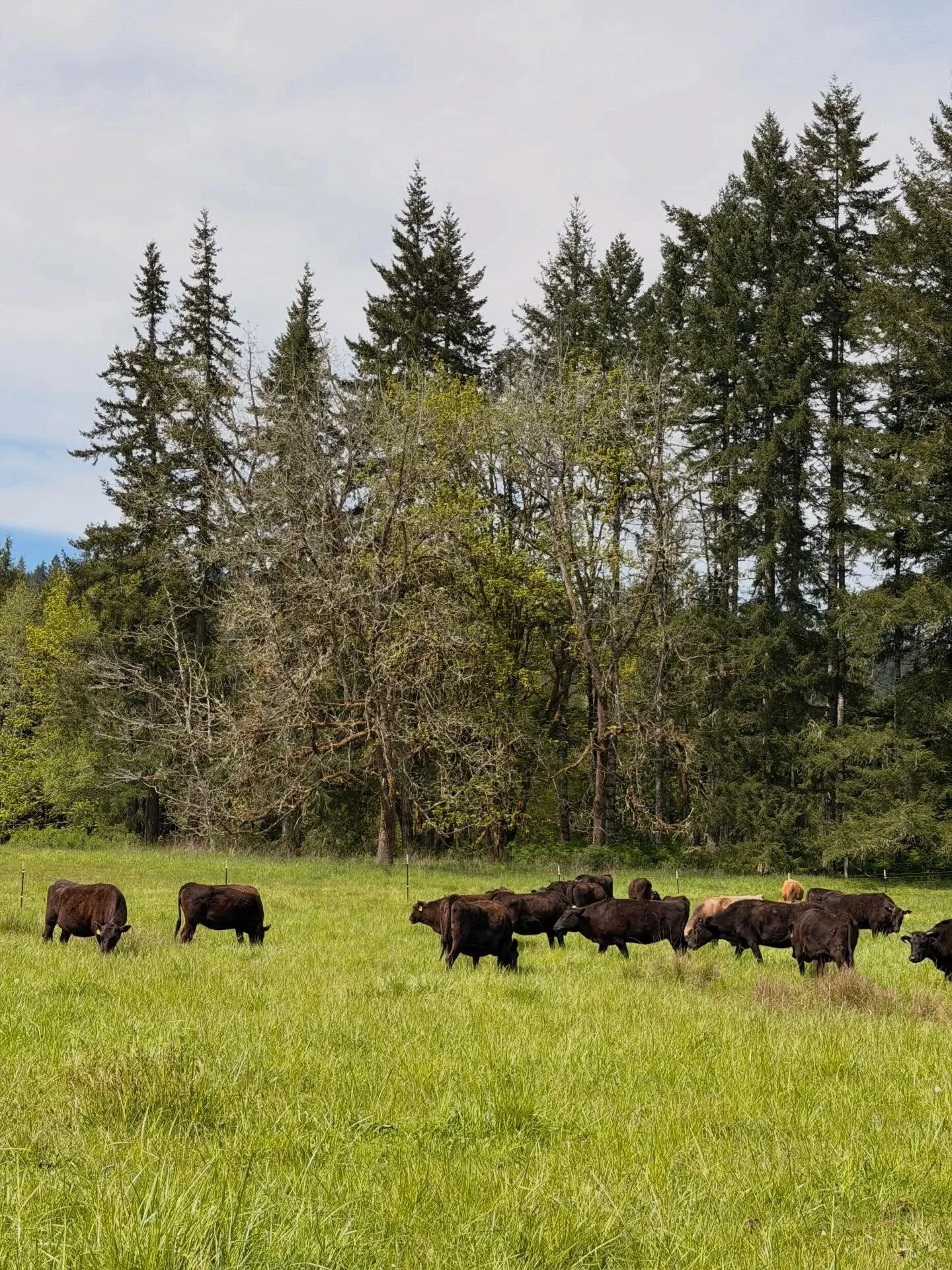 Hey Folks!! We haven&rsquo;t had too much time to update but today is always one that&rsquo;s a favorite! The summer turnout has begun! All these great cows and steers are getting their fill and are happy! Which makes us happy! #wagyu #beef #grassfed