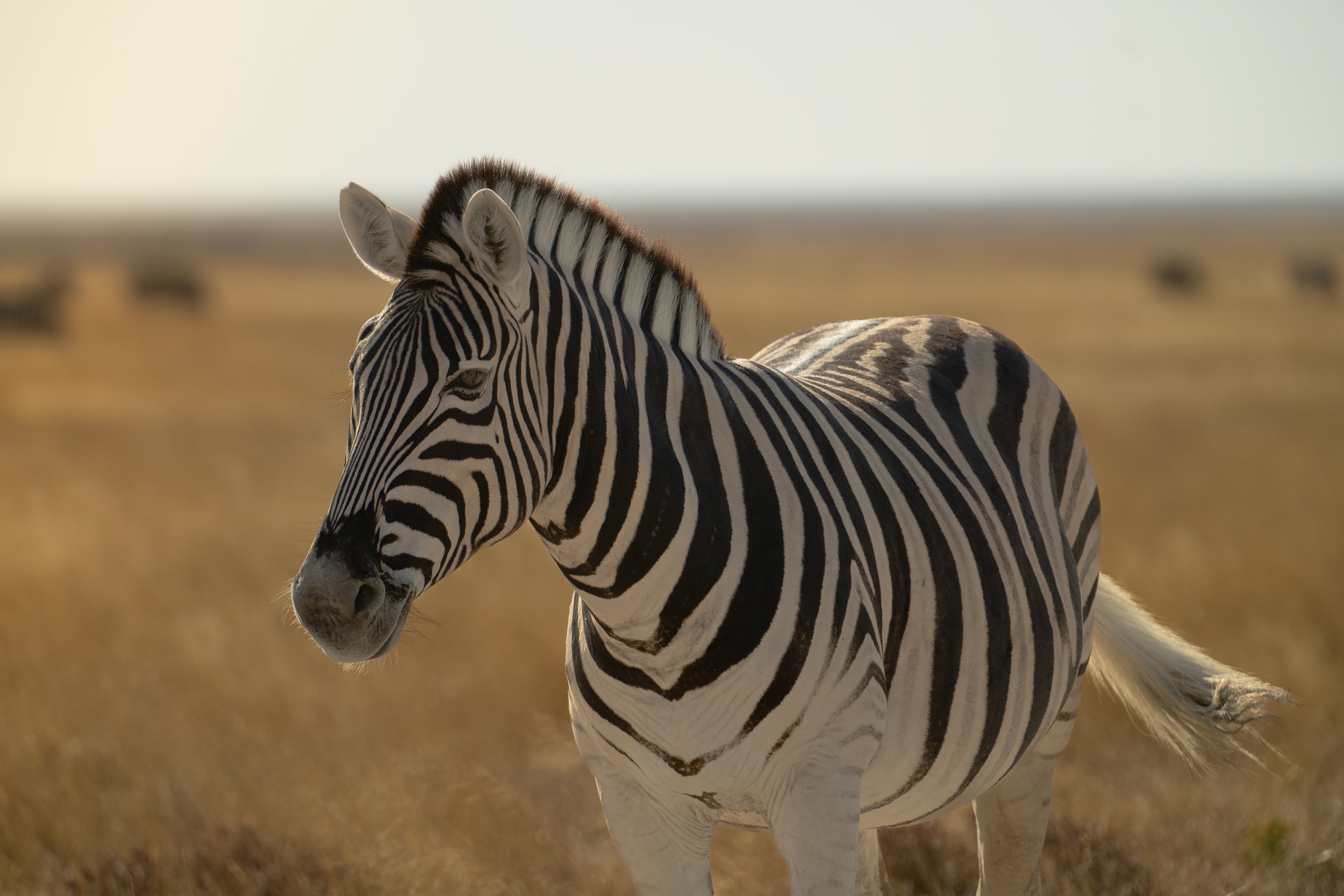zebra2.jpg