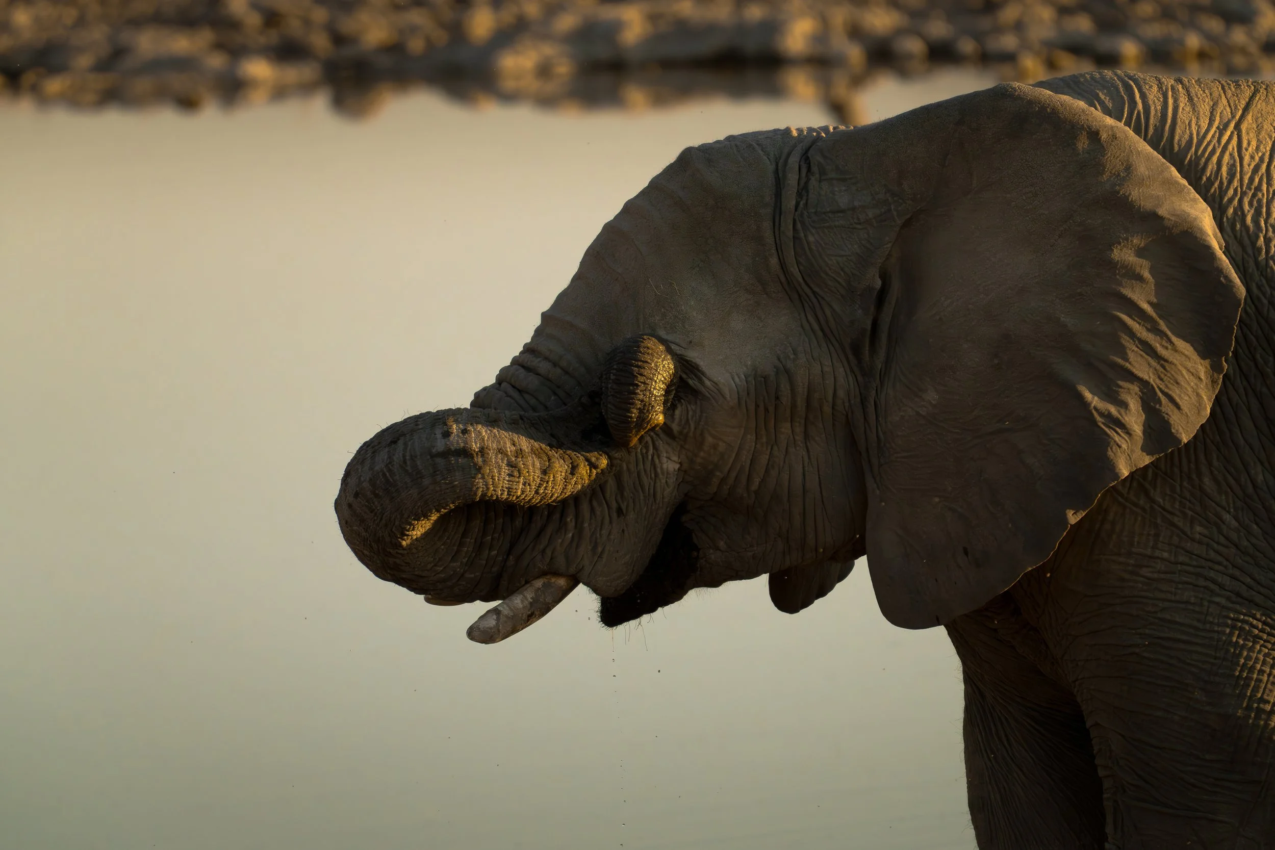 Close-up of an elephant's head and trunk near a water body at sunset.