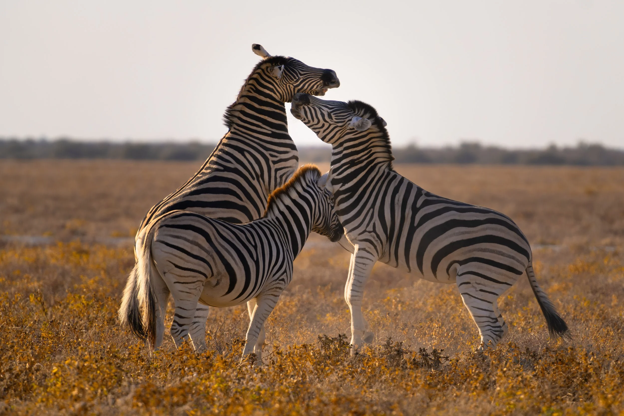 Four zebras standing on a grassy plain, engaging with each other in a playful interaction during sunset.