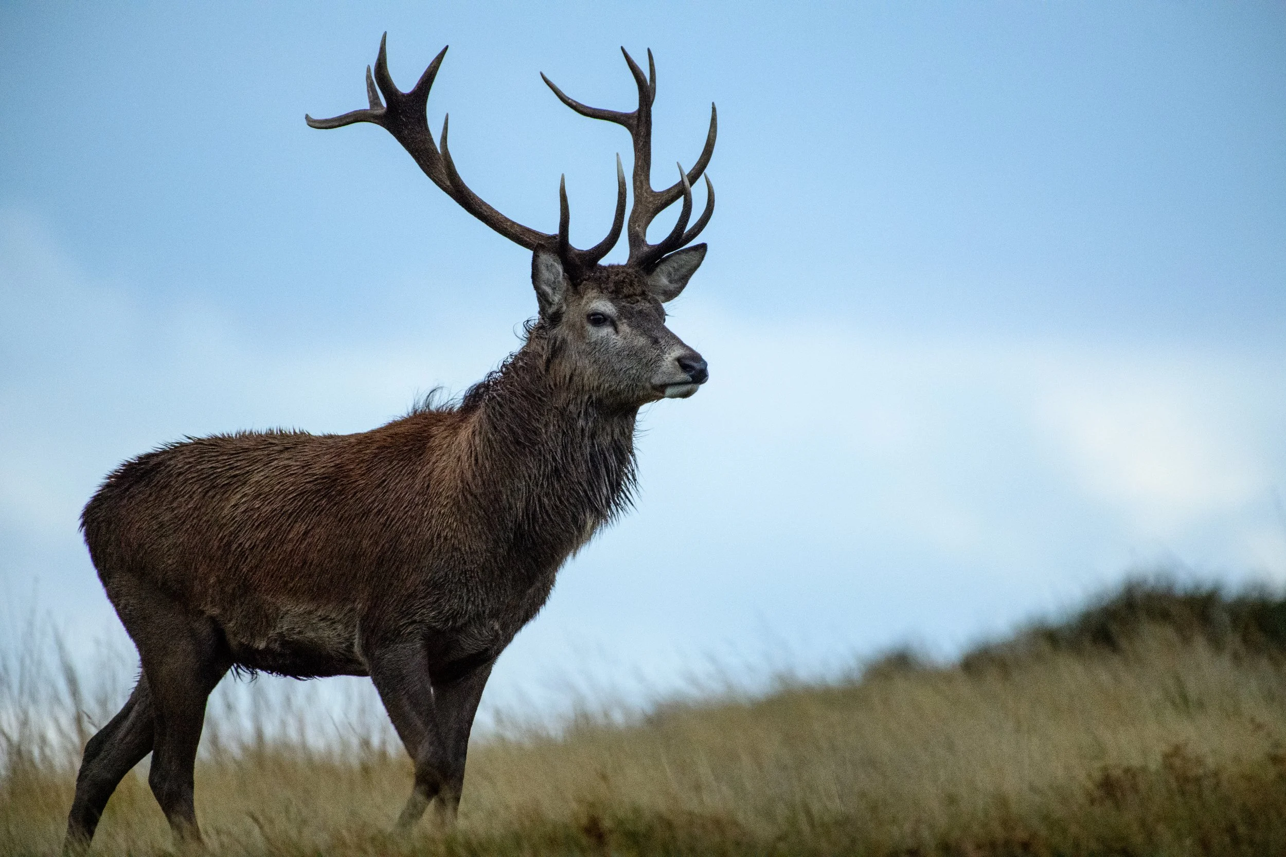 RedDeerStag_001.jpg
